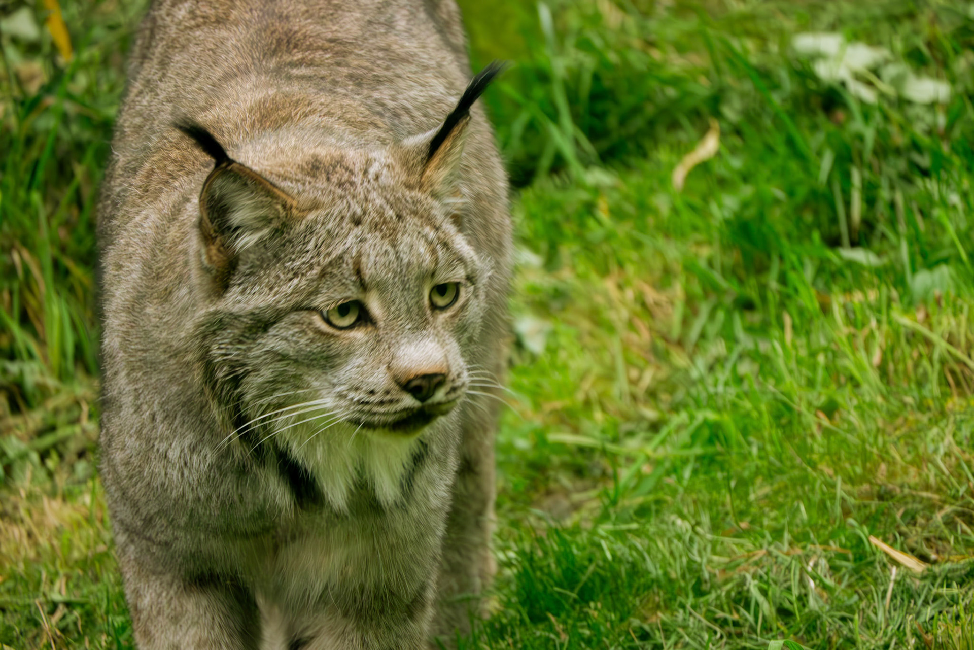 lynx at Northumberland zoo