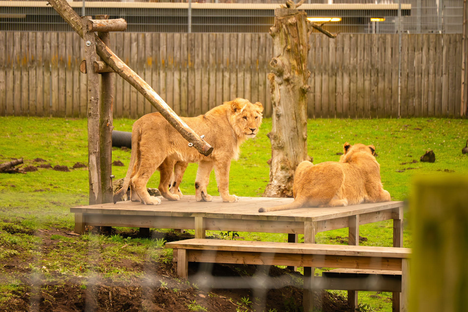 lions at Yorkshire wildlife park 