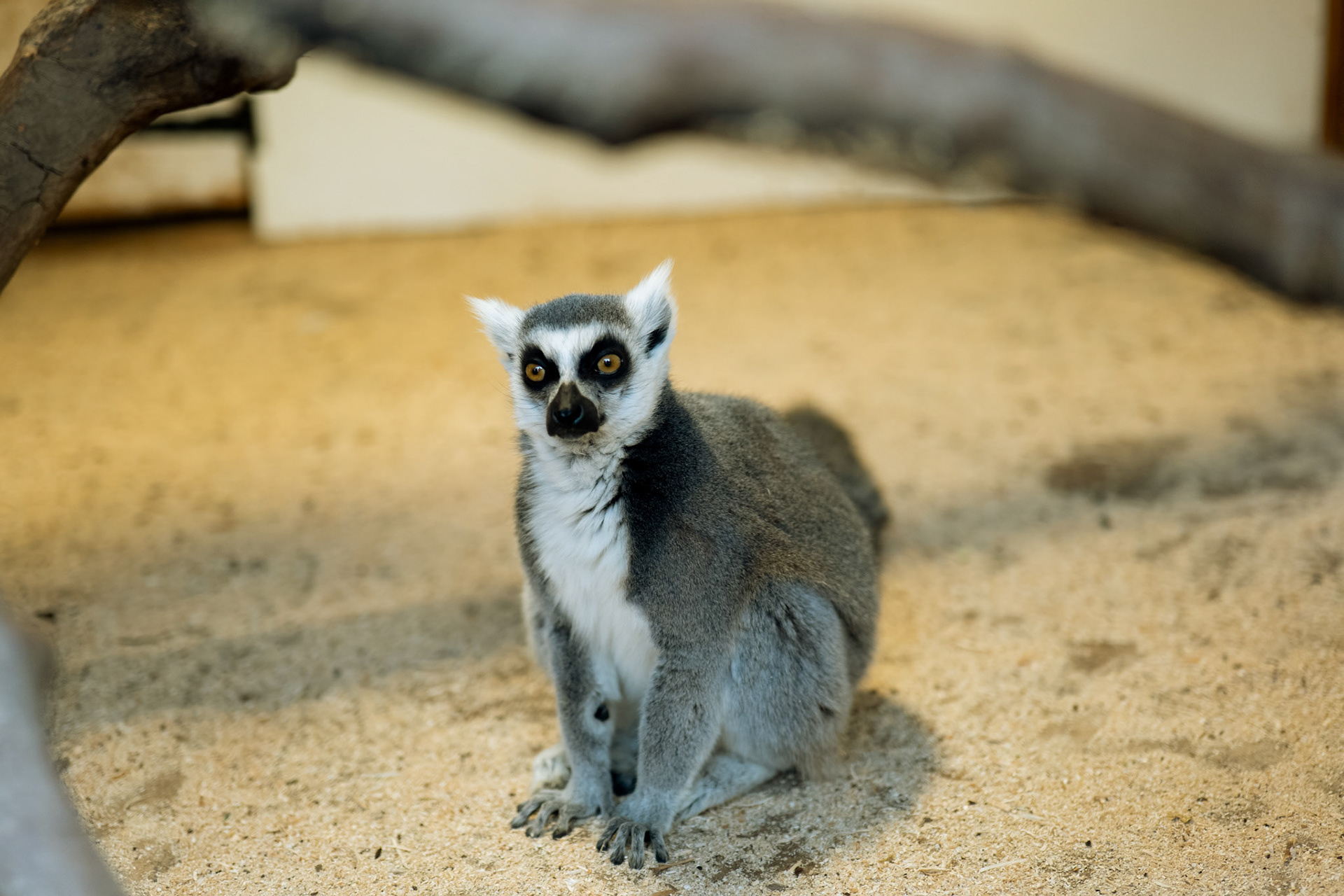 a lemur at Northumberland zoo