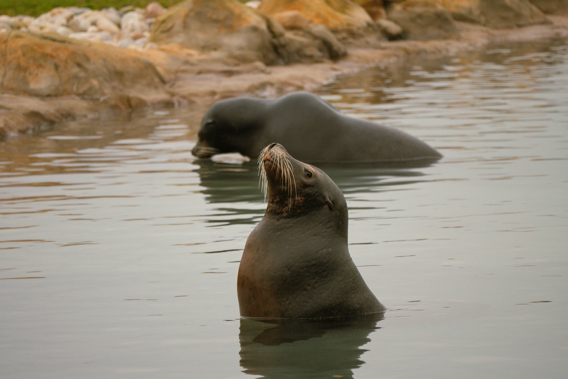 sea lion at Yorkshire wildlife park 