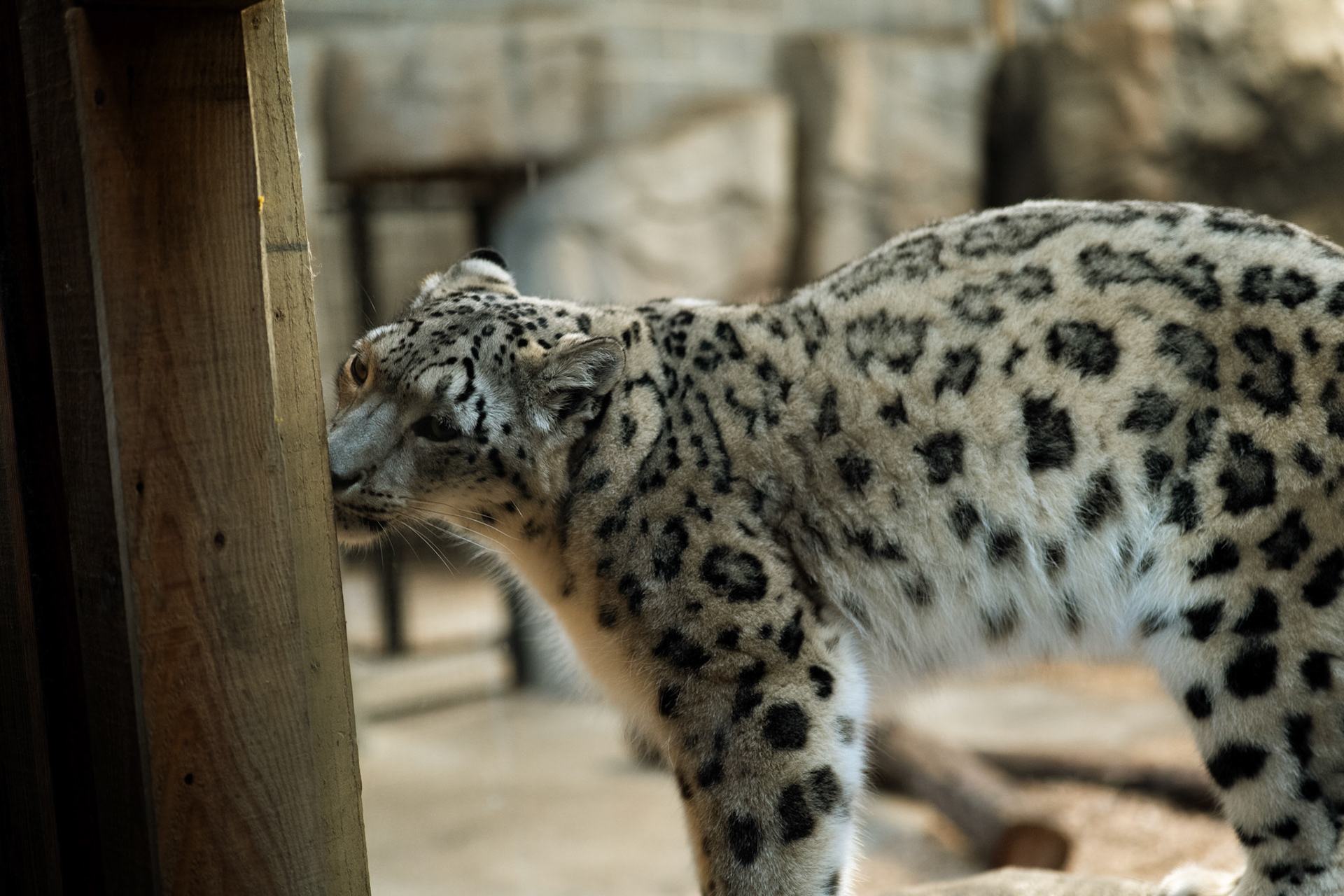 a snow leopard at Northumberland zoo