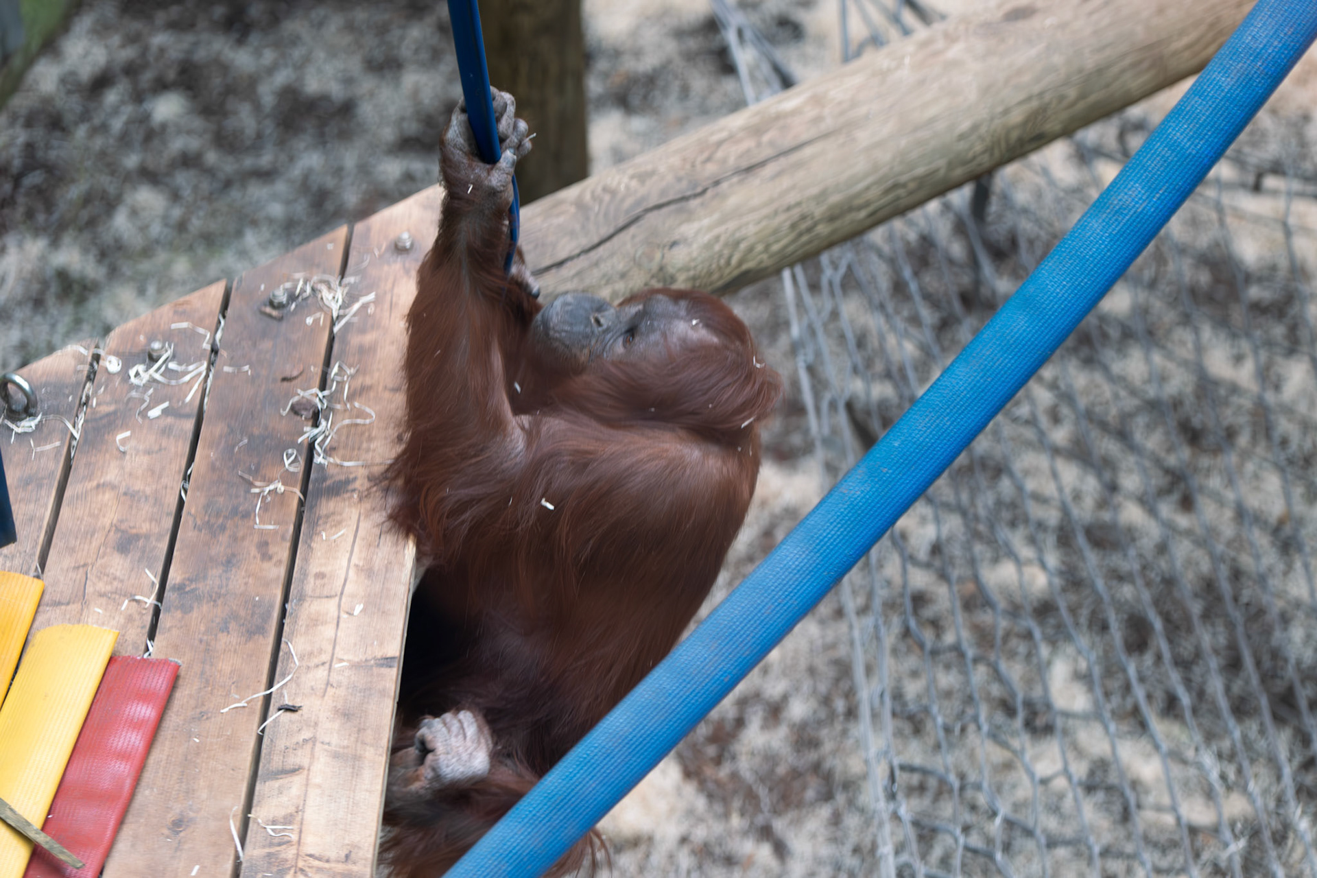 a orangutang at Blackpool zoo 