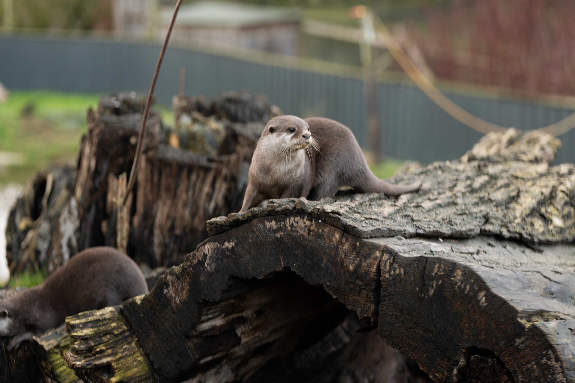 a otter  at Northumberland zoo