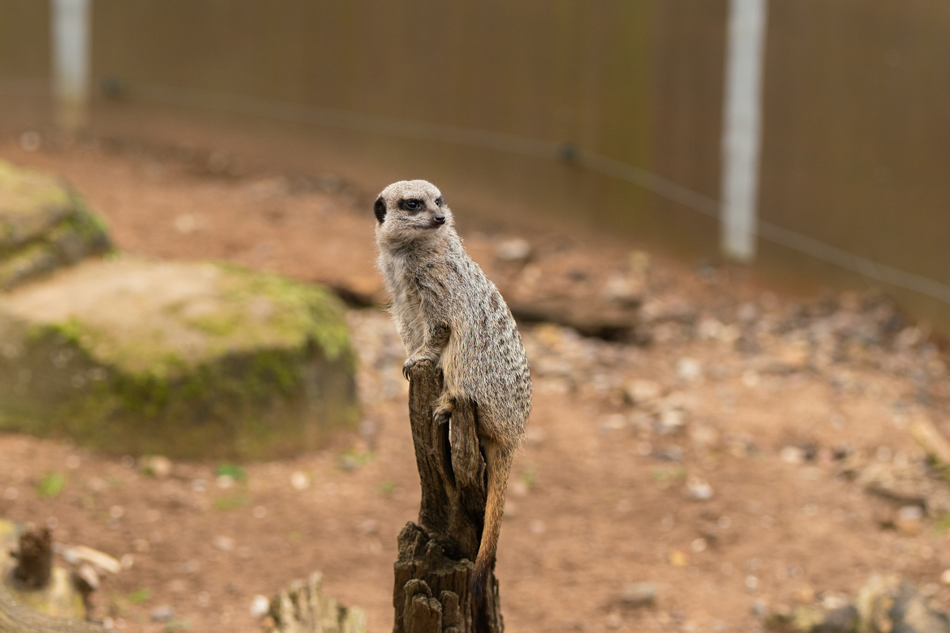a meercat at Yorkshire wildlife park 