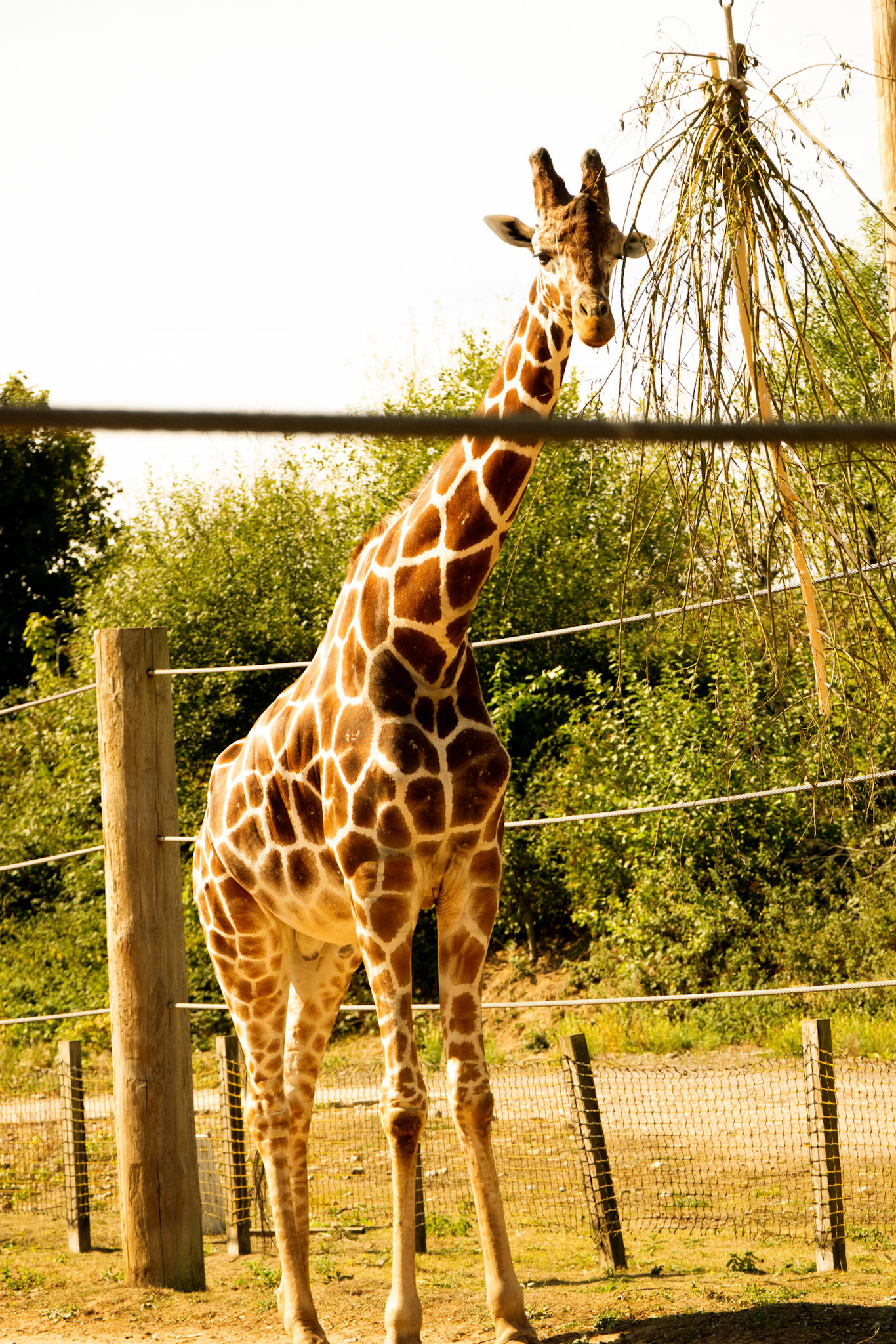 a giraffe at Yorkshire wildlife park 