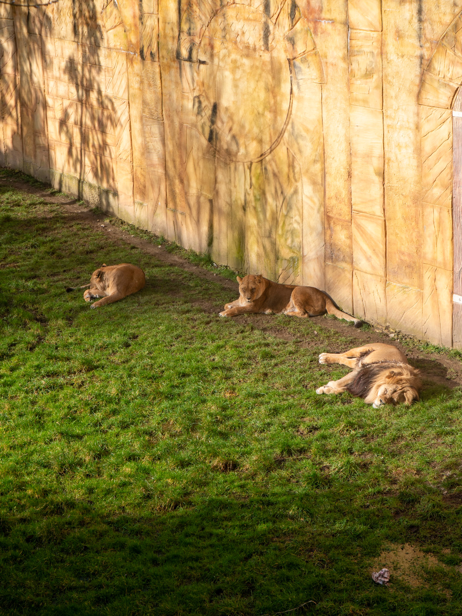 3 lions 