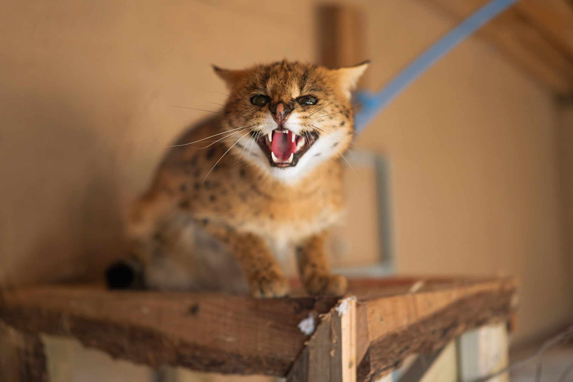 a serval at Northumberland zoo