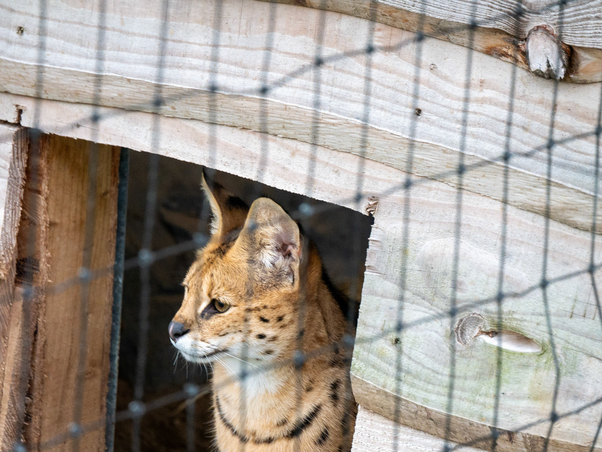 a serval at Northumberland zoo