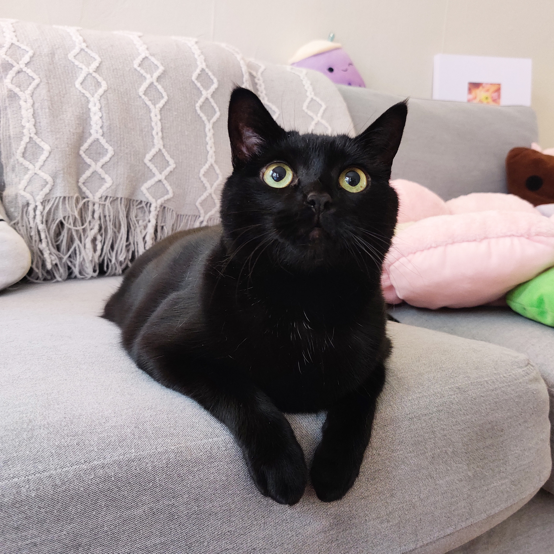 Wobbles the tripod cat!