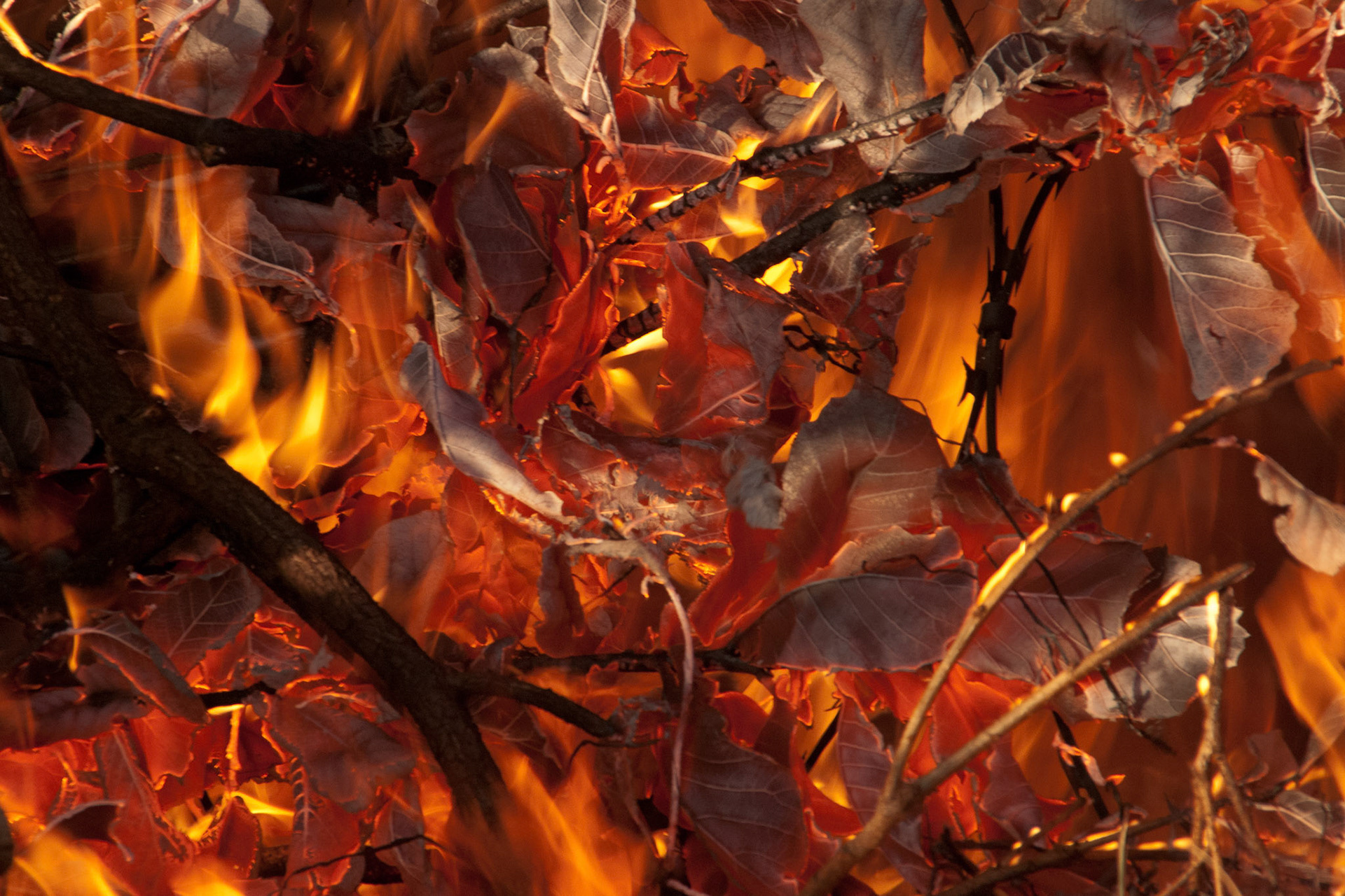 Wild fire burning leaves