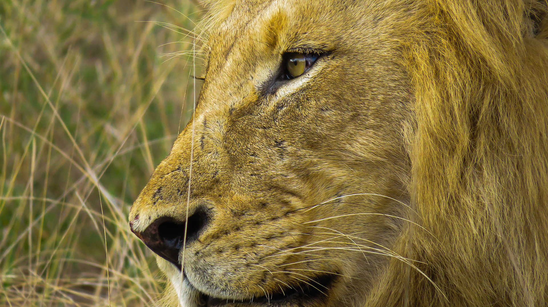 Male Lion portrait close-up of facial features, whiskers, eye, nose and mane