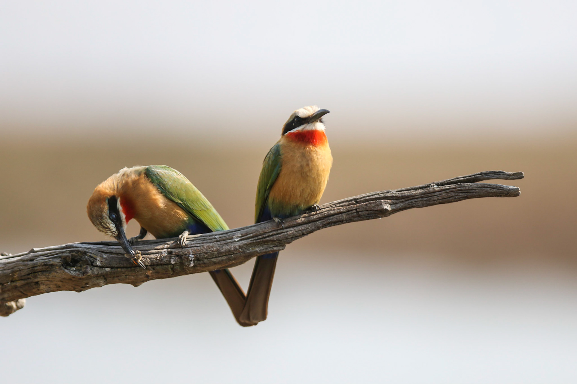 Breeding pair of Bee-Eaters sitting on branch one eating a bee