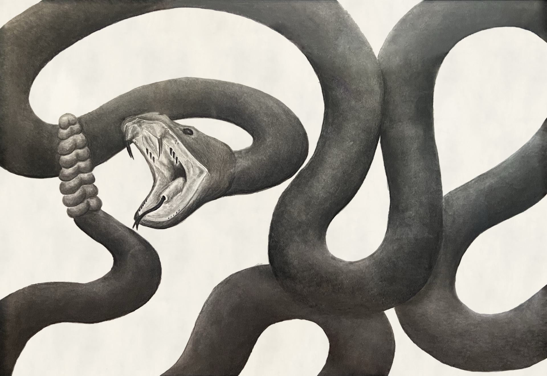 Rattlesnake - Charcoal