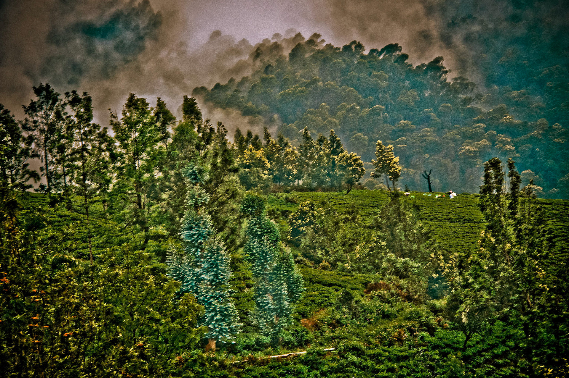 L'Eucalyptus. Ooty. India
