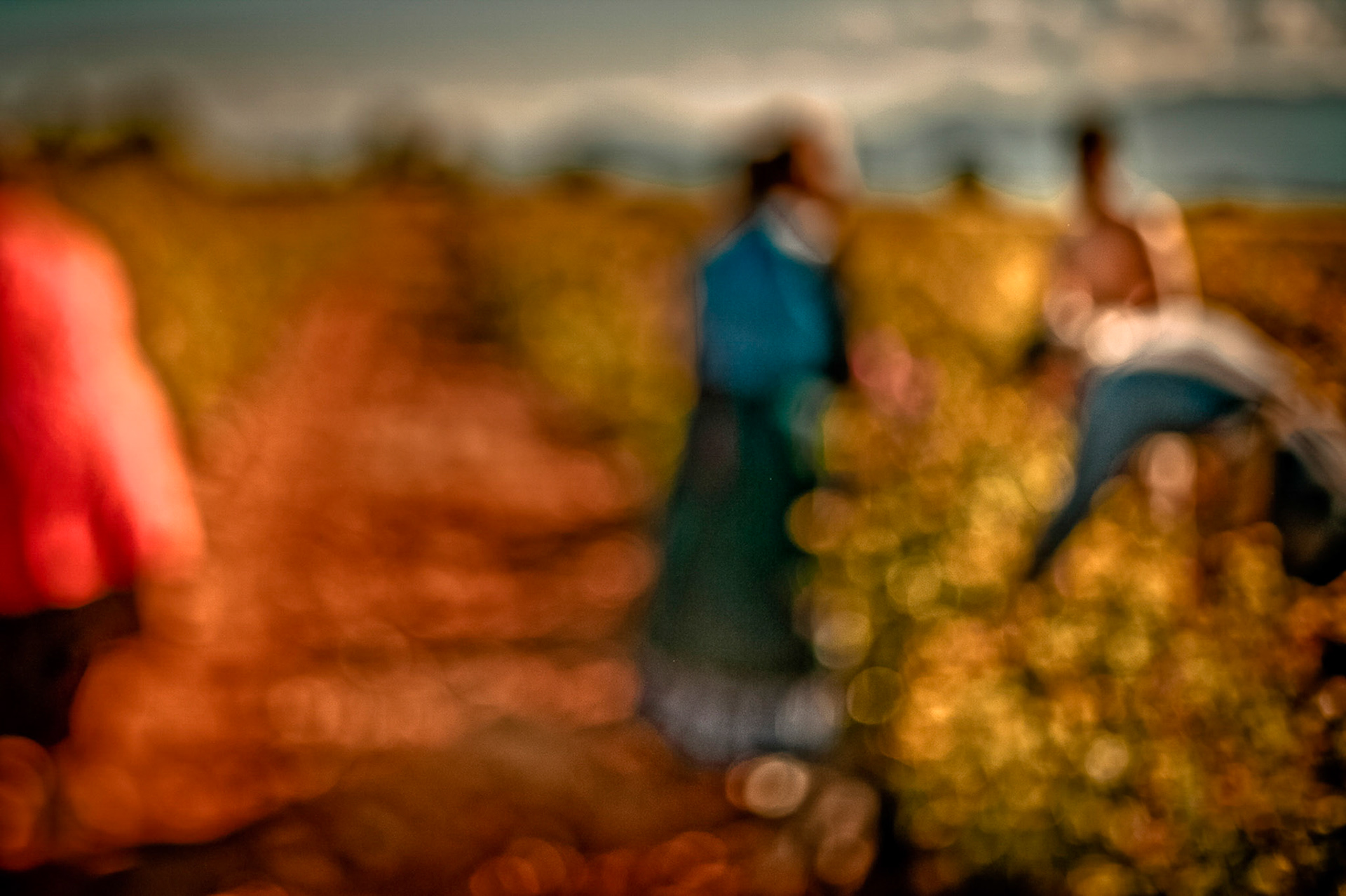 Les ramasseuses de roses.   Roumoules. Provence