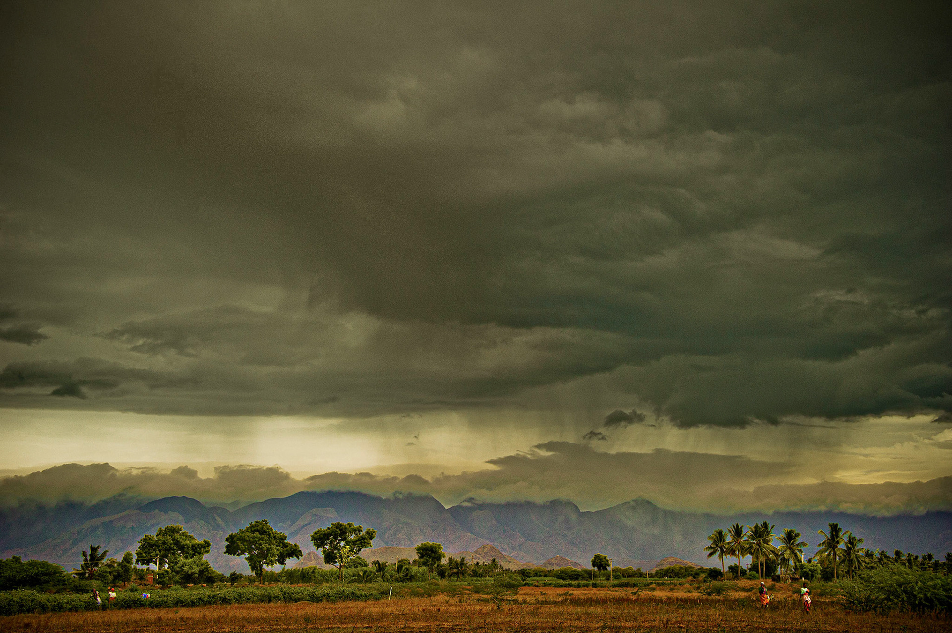 Tempête sur le jasmin. Tamil Nadu. Inde 2012