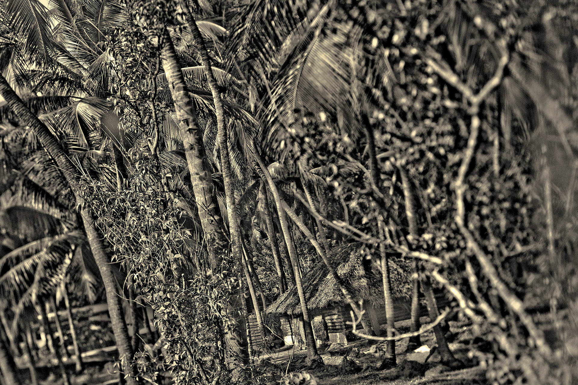 L'ïled de Robinson. Kerala Inde 2012