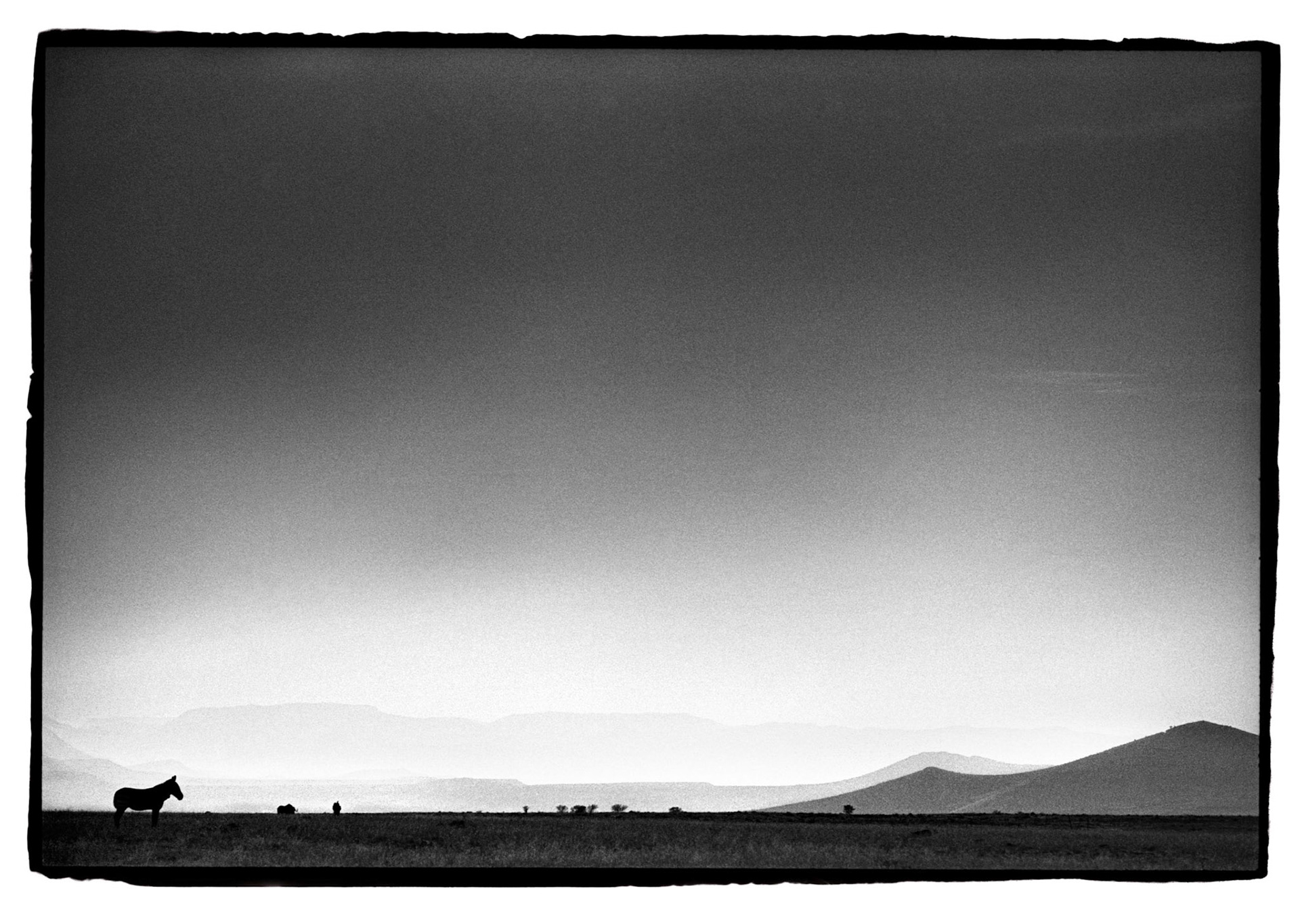 Zèbres des matins du monde. Hermès l'Aube, l'an 2000. Afrique du Sud