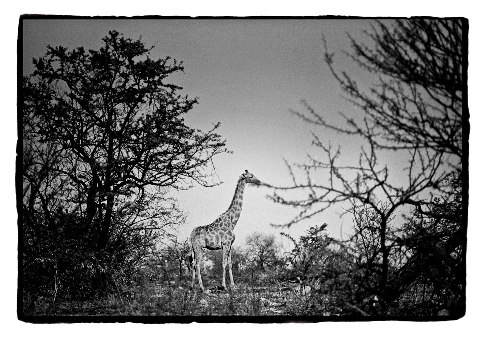 La Girafe. South Africa Umfolozi  1999