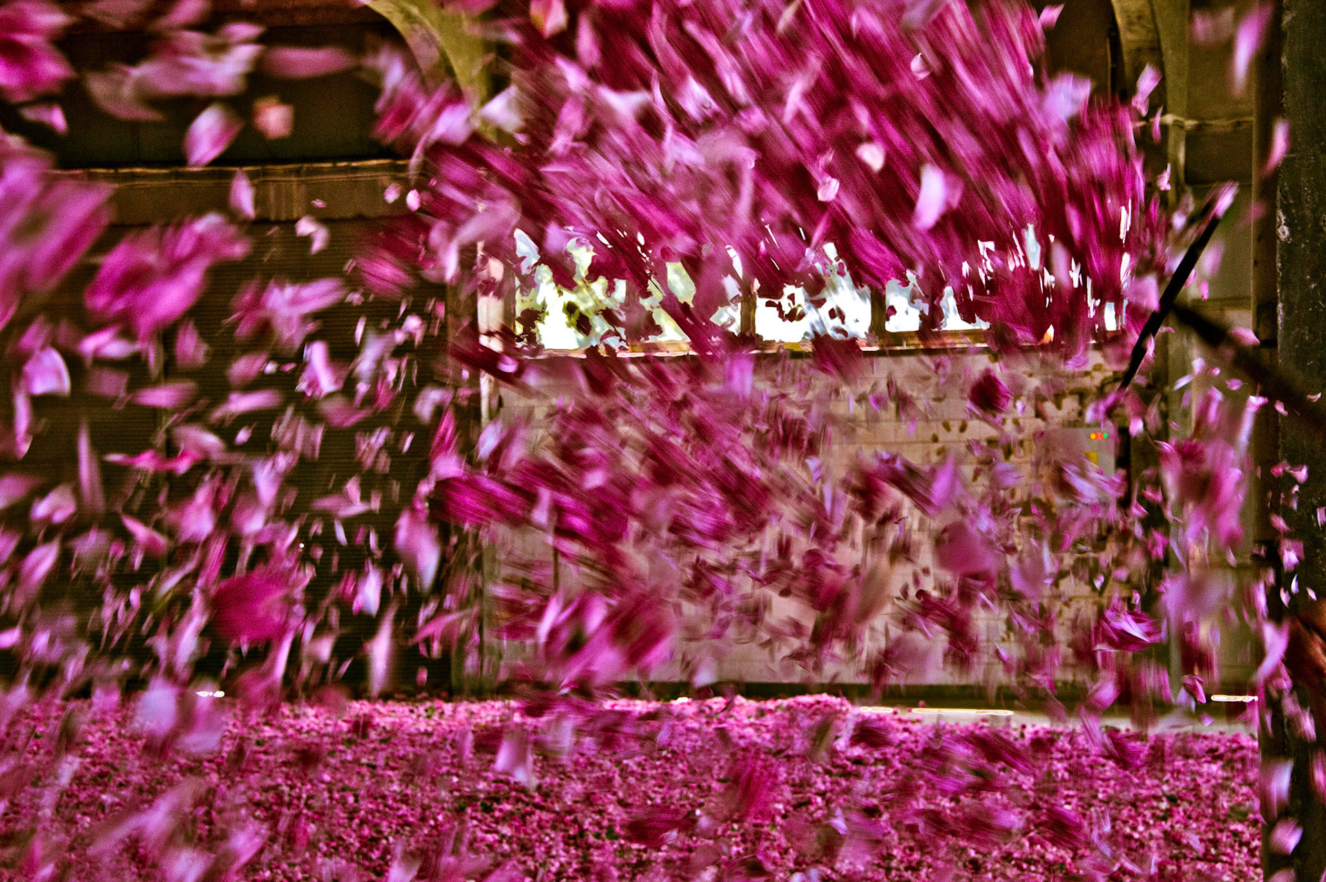 Vol de Roses.         Turquie 