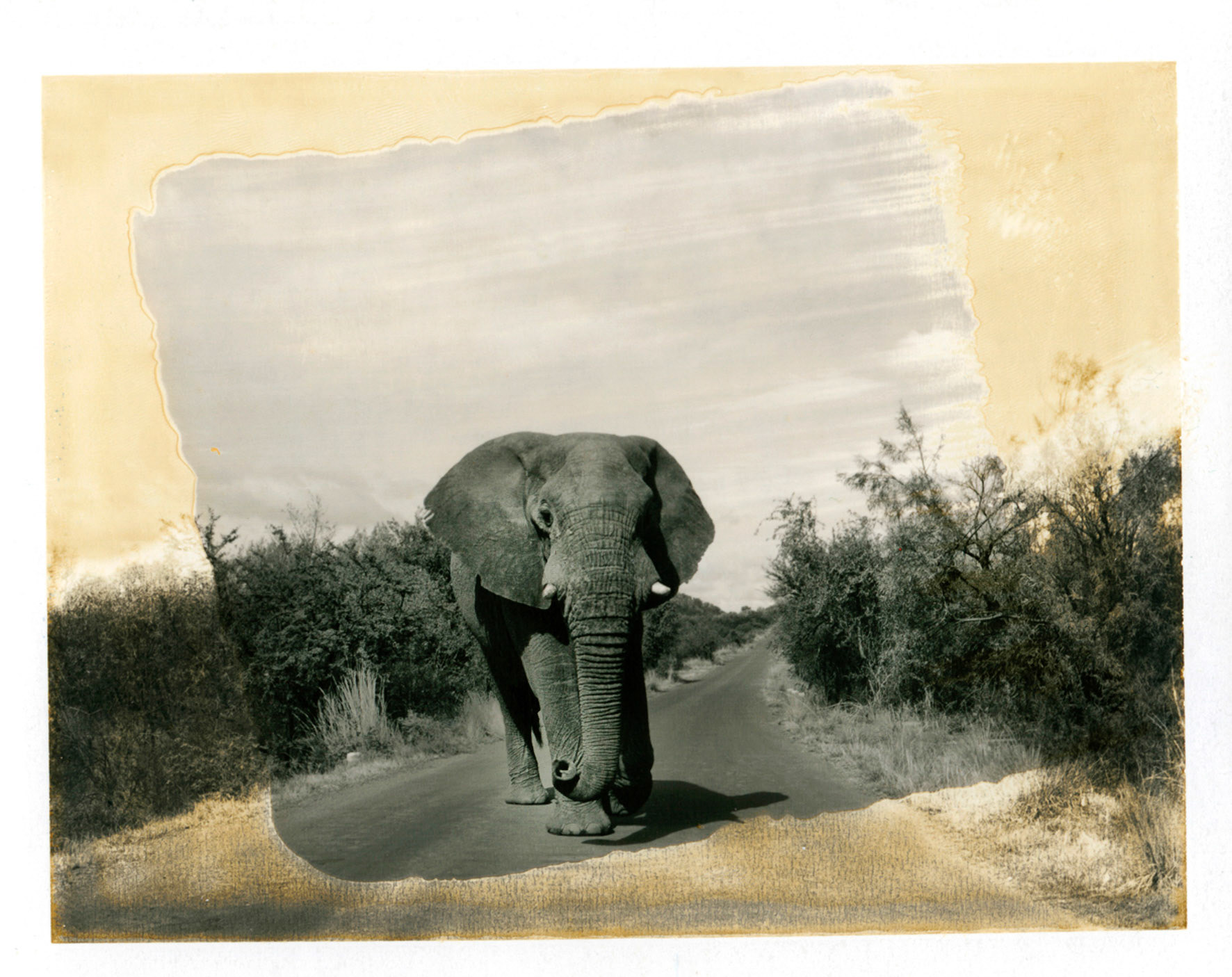 Le Grand Solitaire. Umfolozi. Afrique du Sud