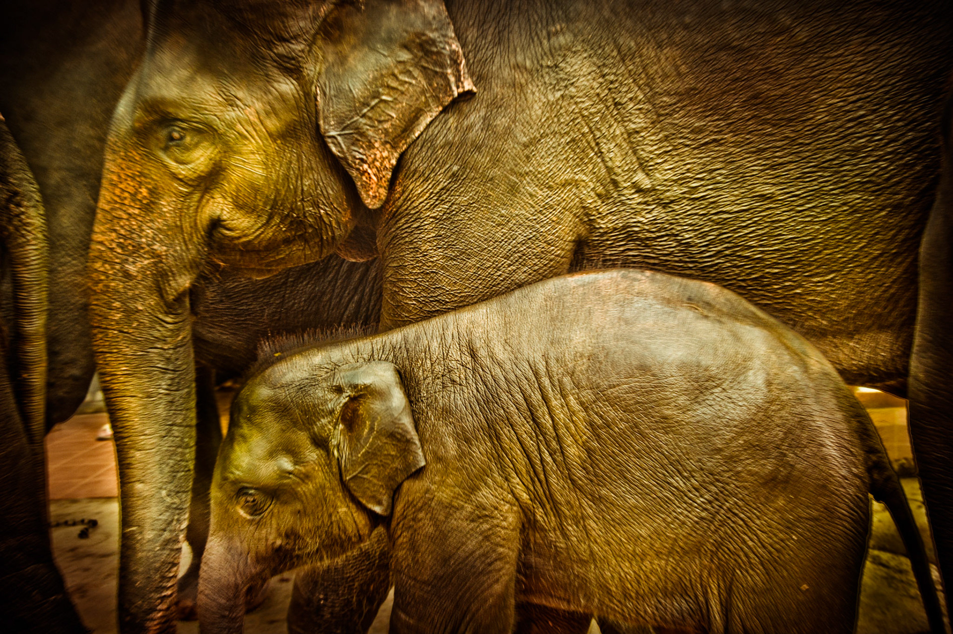Regarde bien ou tu marches ! Sri Lanka 2012