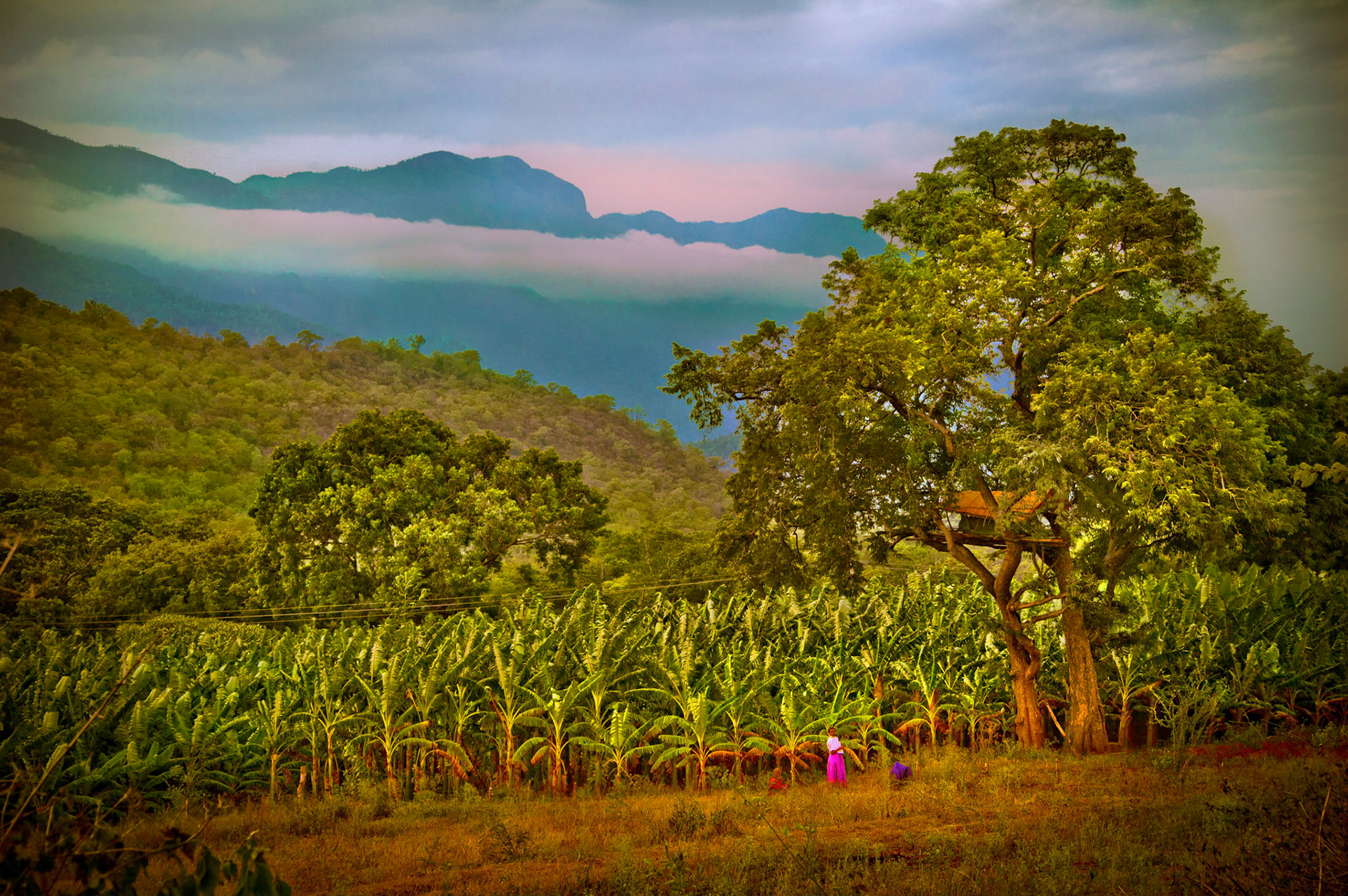 Matin du Monde. Tamil Nadu. Inde 2012