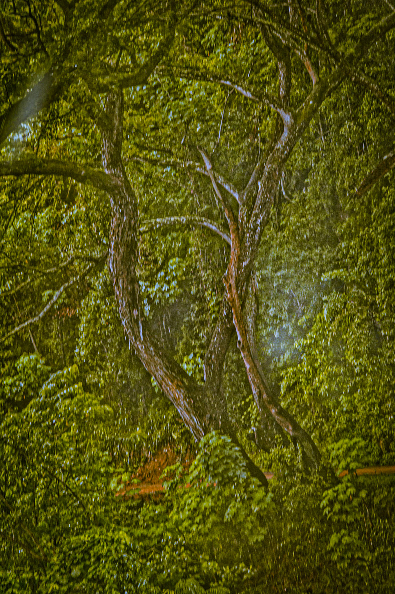 Forêt magique. Sri Lanka. Toujours.