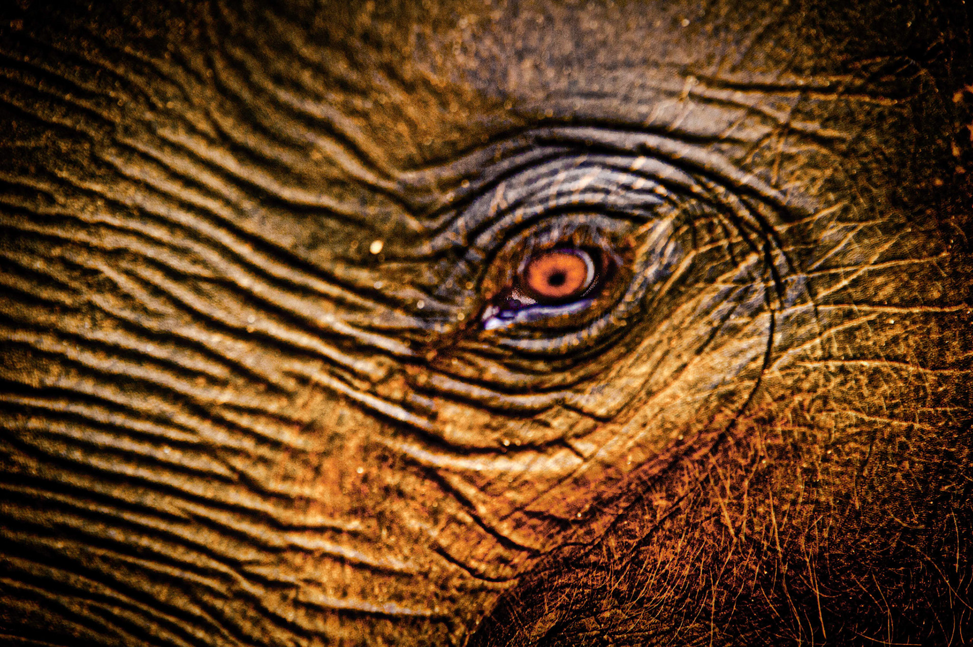 Colombo, Sri Lanka 2012. Oeil sacré