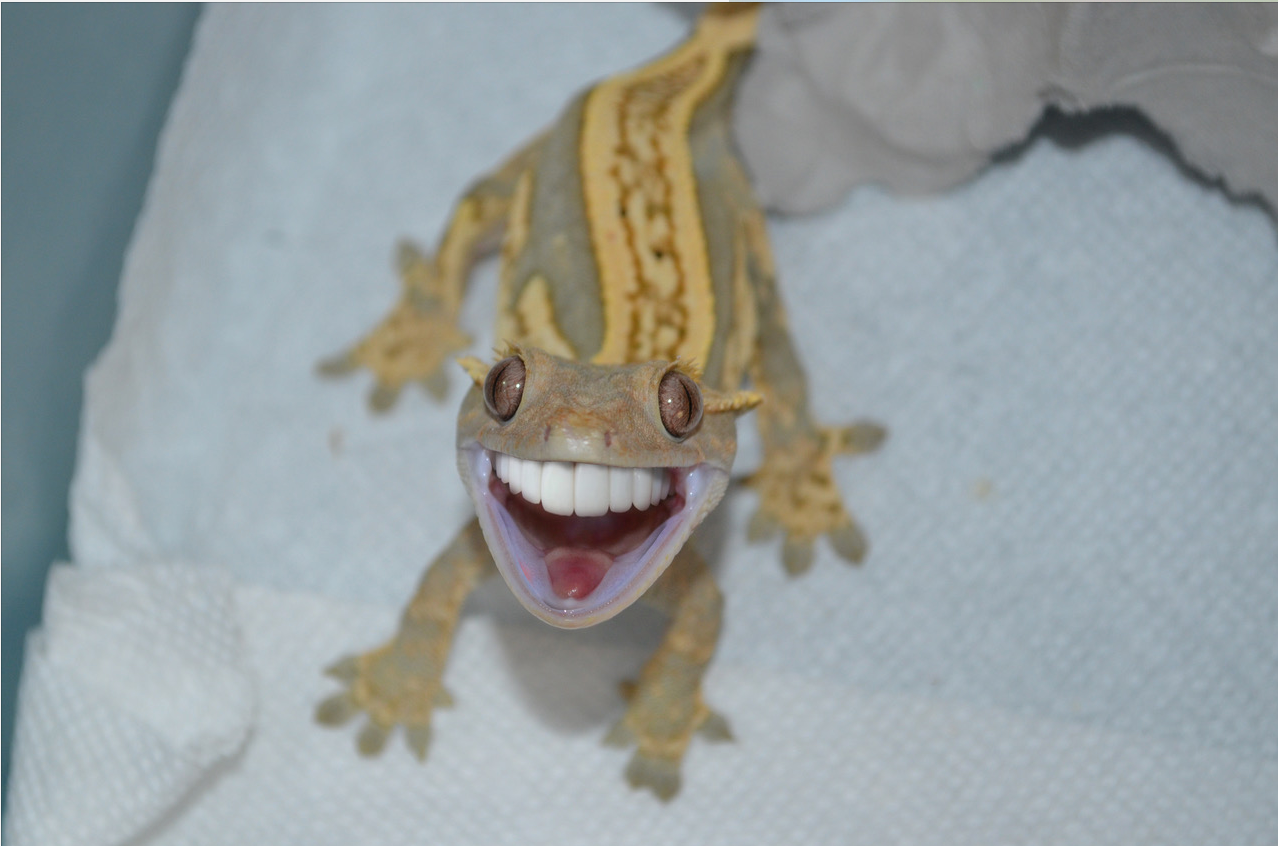 Smiling Gecko