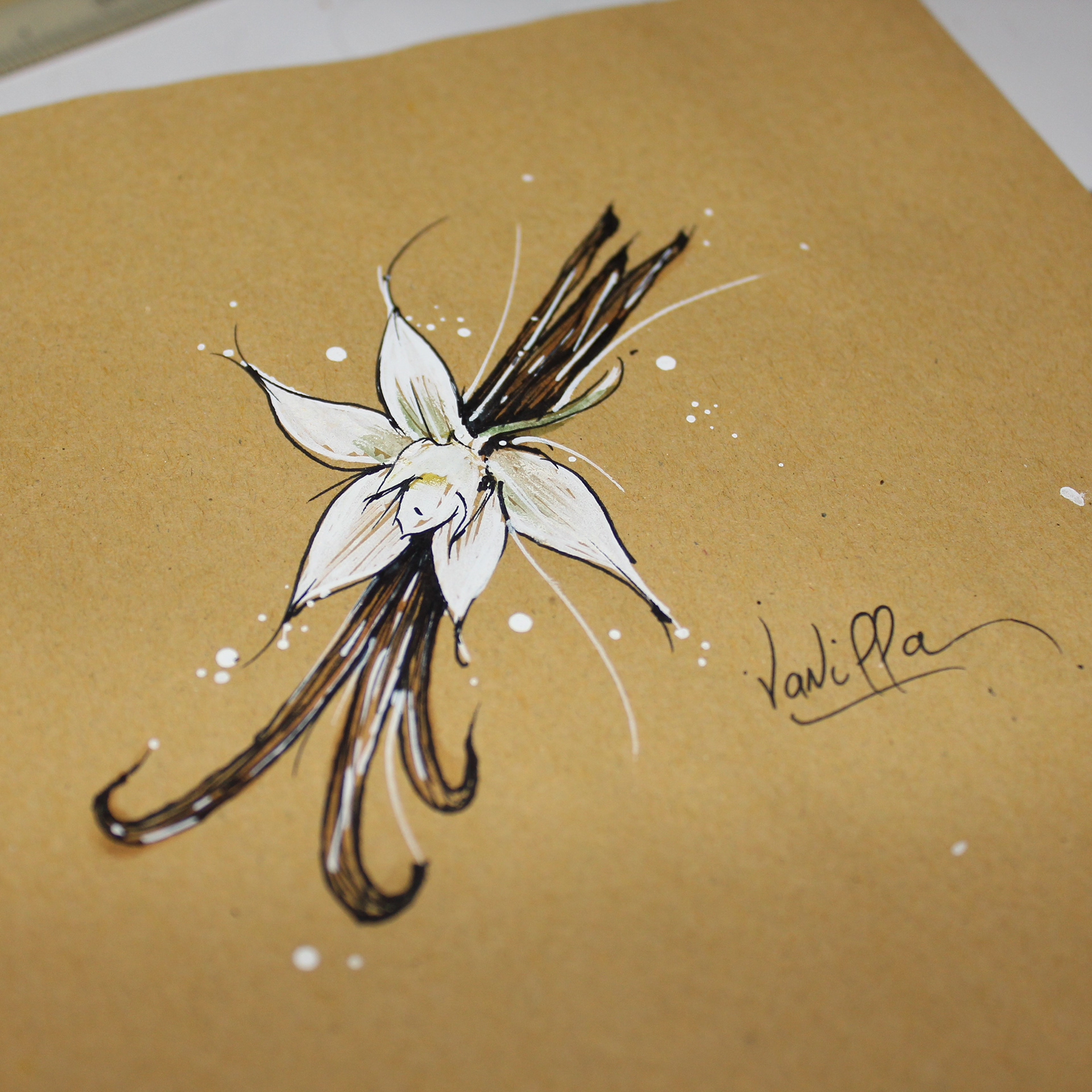 Vanilla (croquis)
