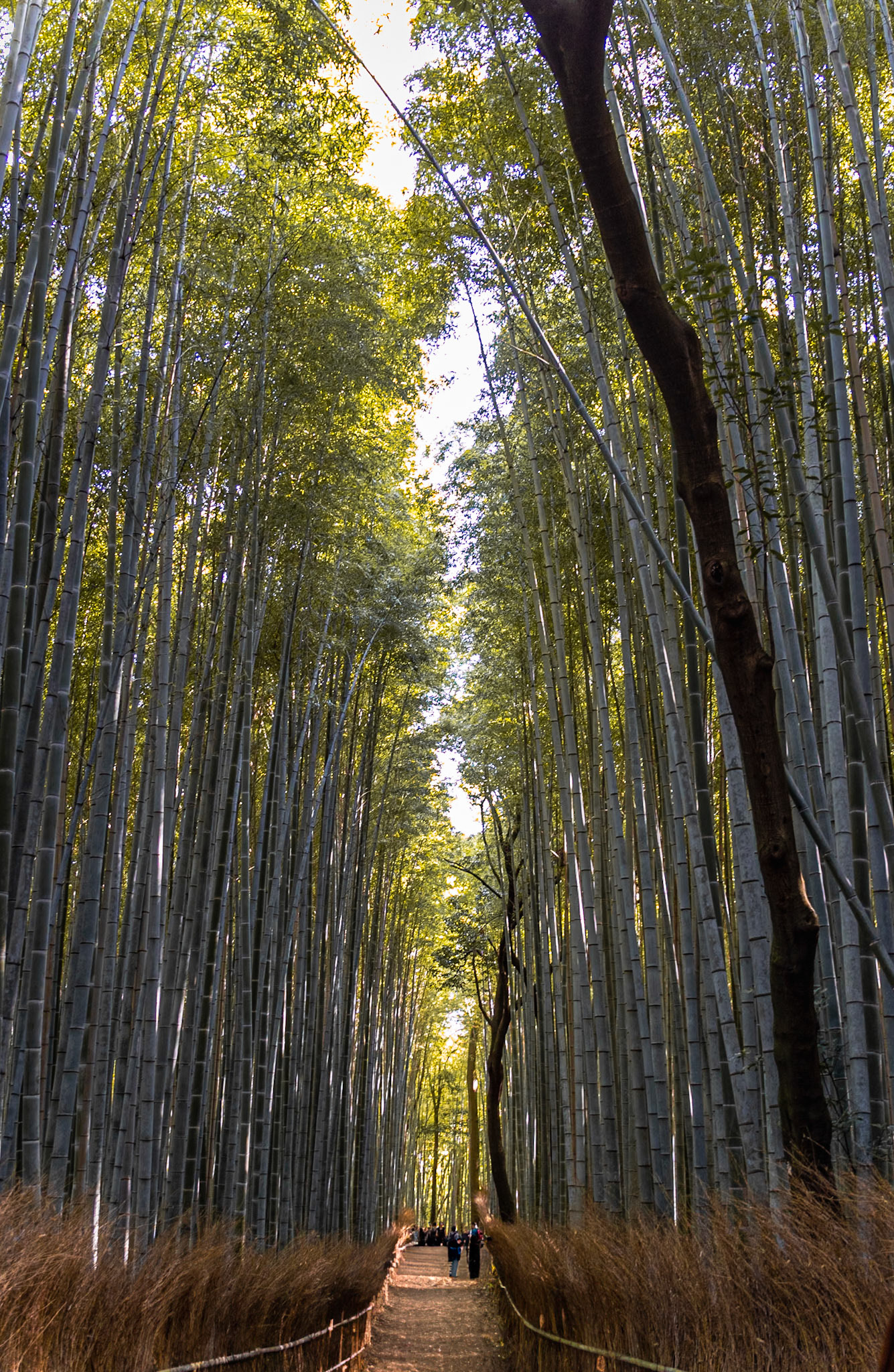 Kyoto - Arashiyama Bamboo Forest