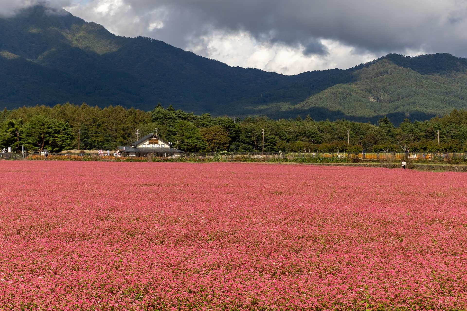 Yamanakako Hananomiyako Park