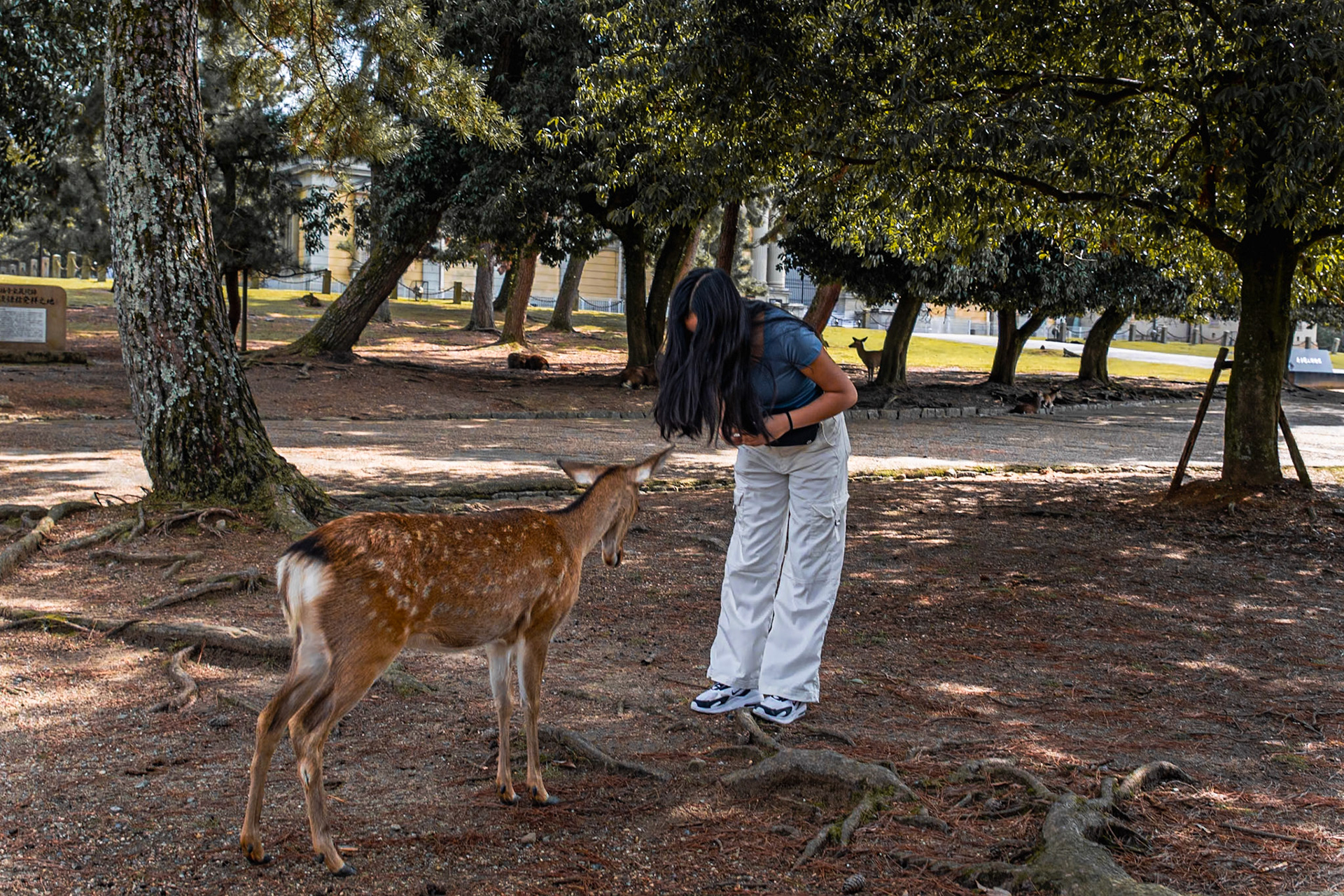 Deer in Nara