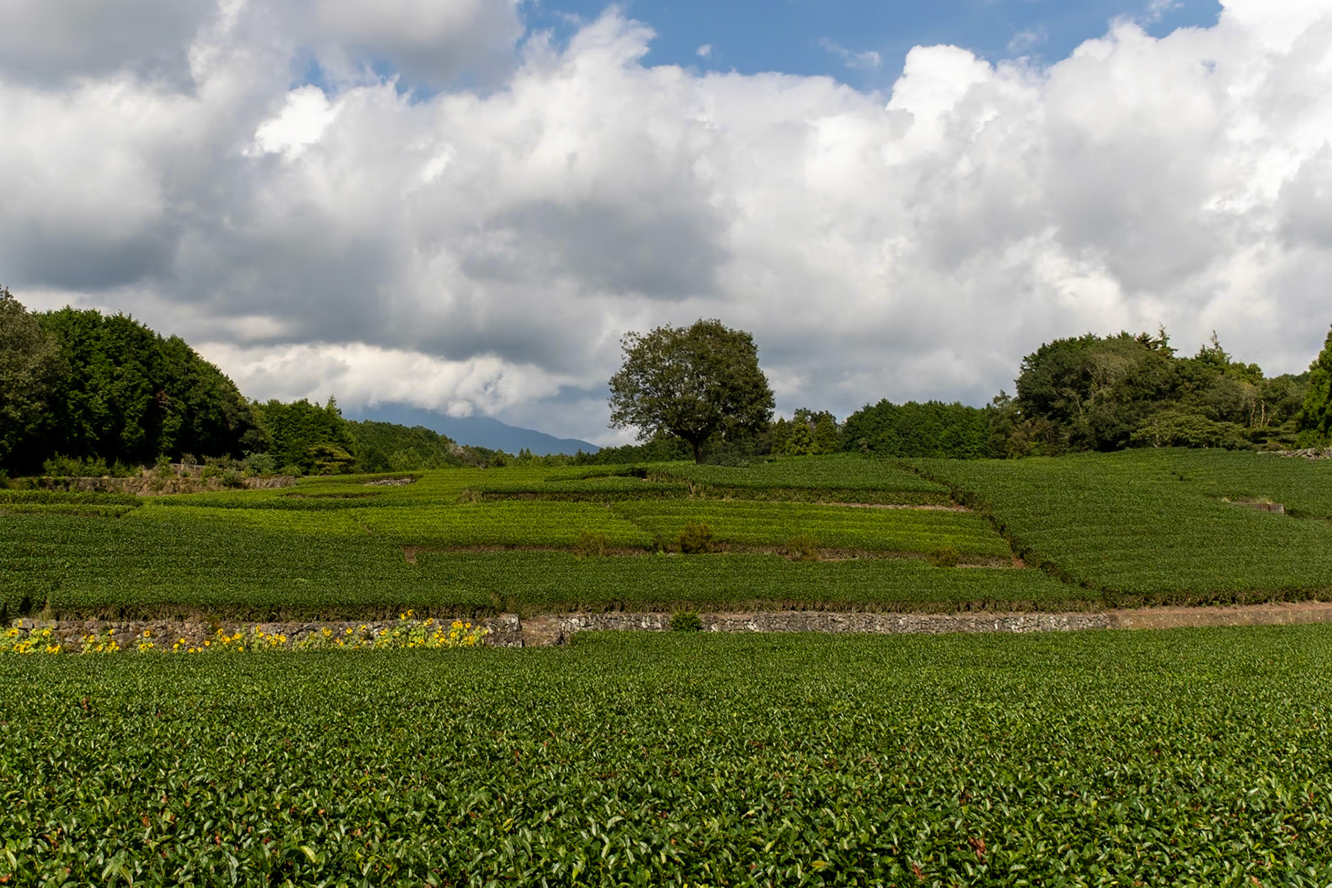 Obuchi Sasaba - Tea Plantation