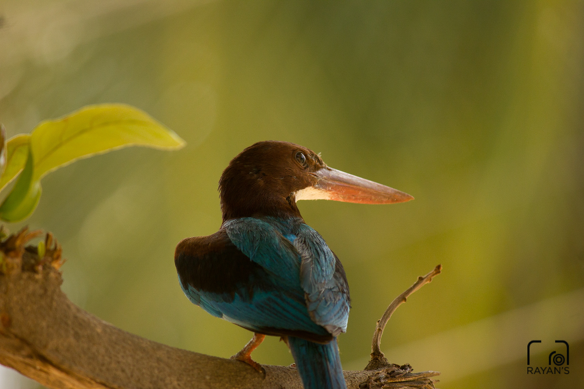 White Throated Kingfisher