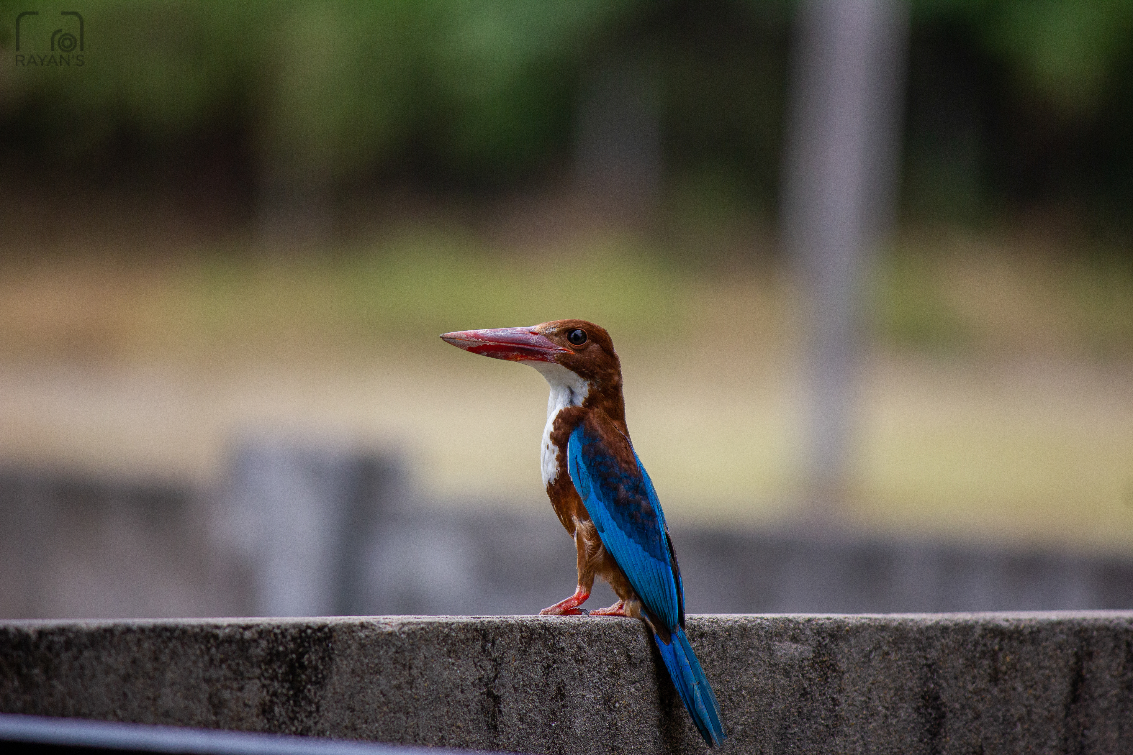 White Throated Kingfisher