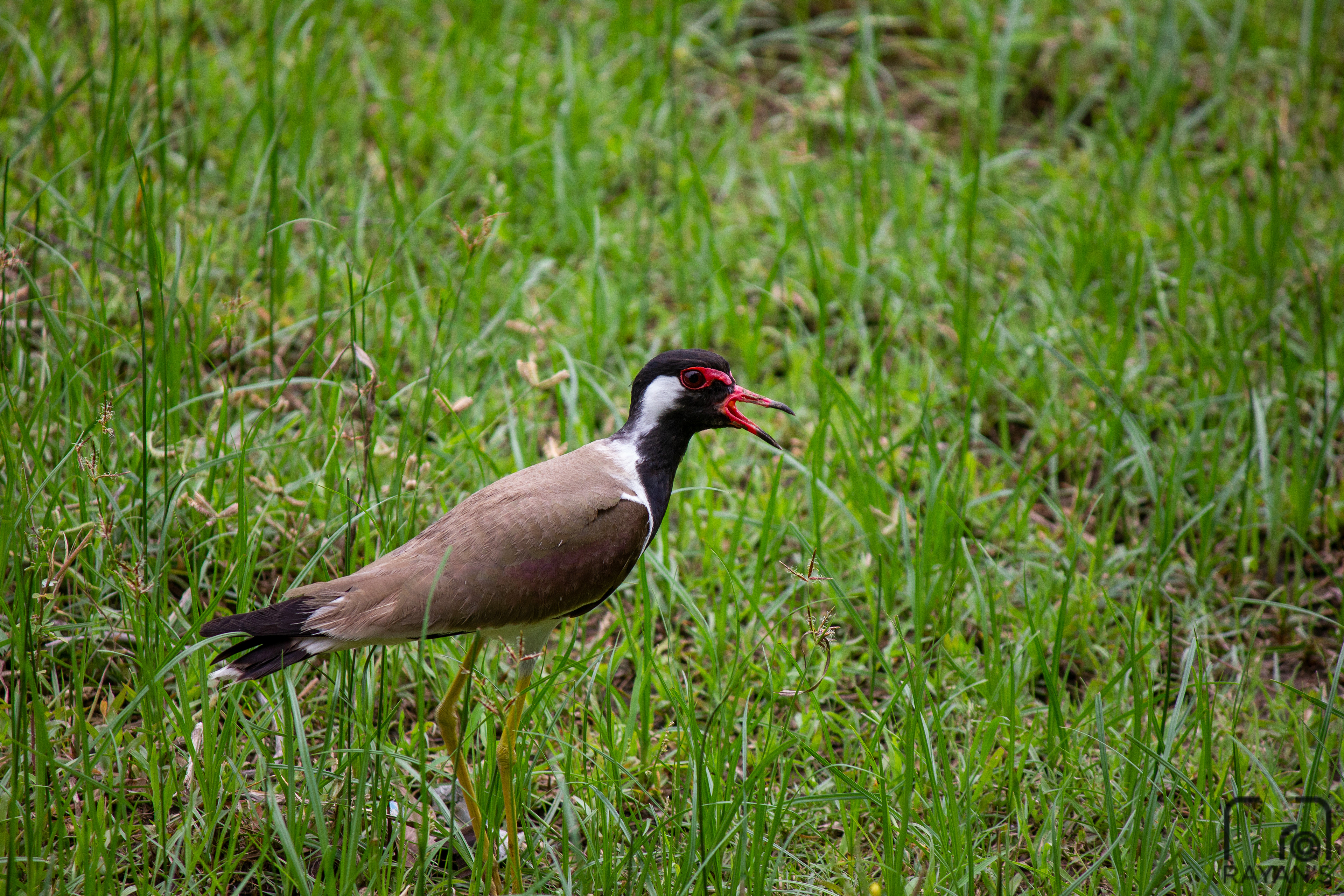 Red Wattled Lapwing