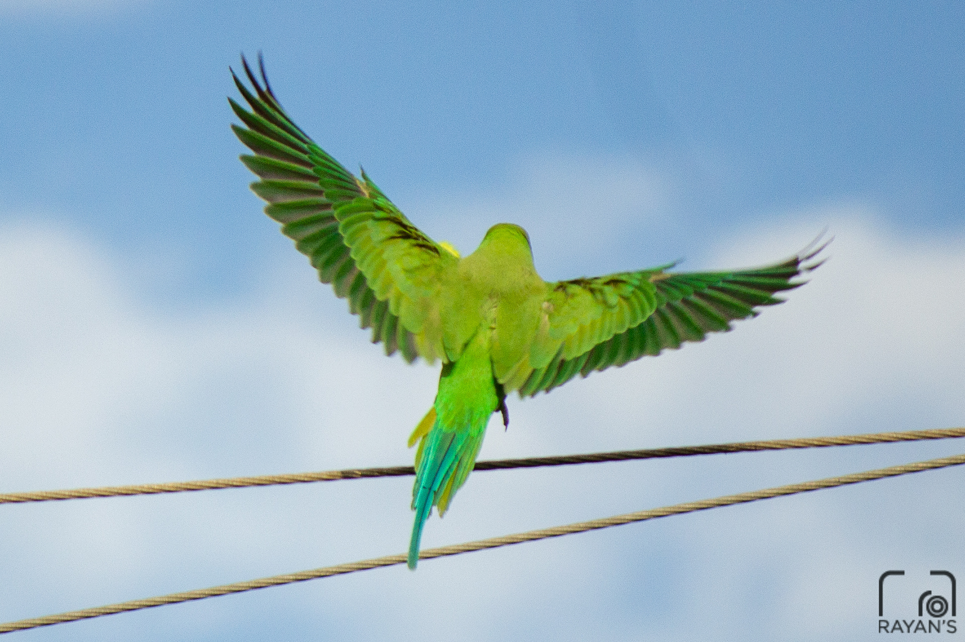 Indian Ring Necked Parakeet
