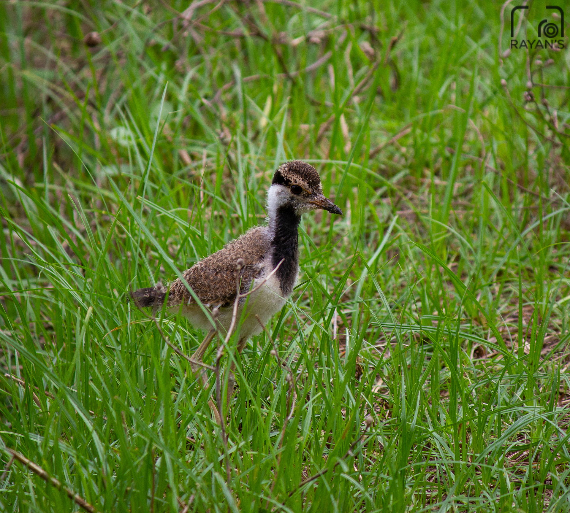 Red Wattled Lapwing - Chik