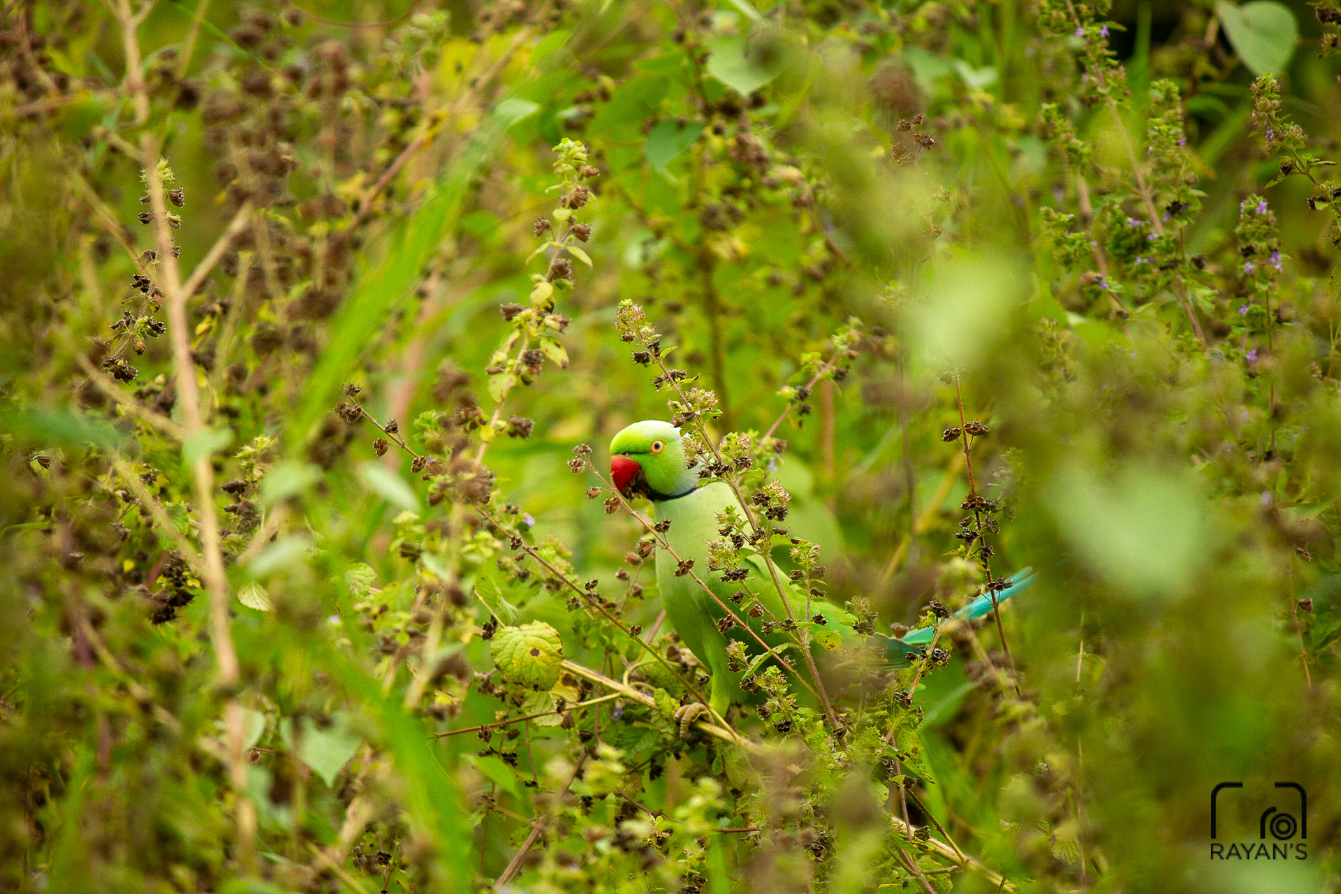 Indian Rose Ringed Parakeet