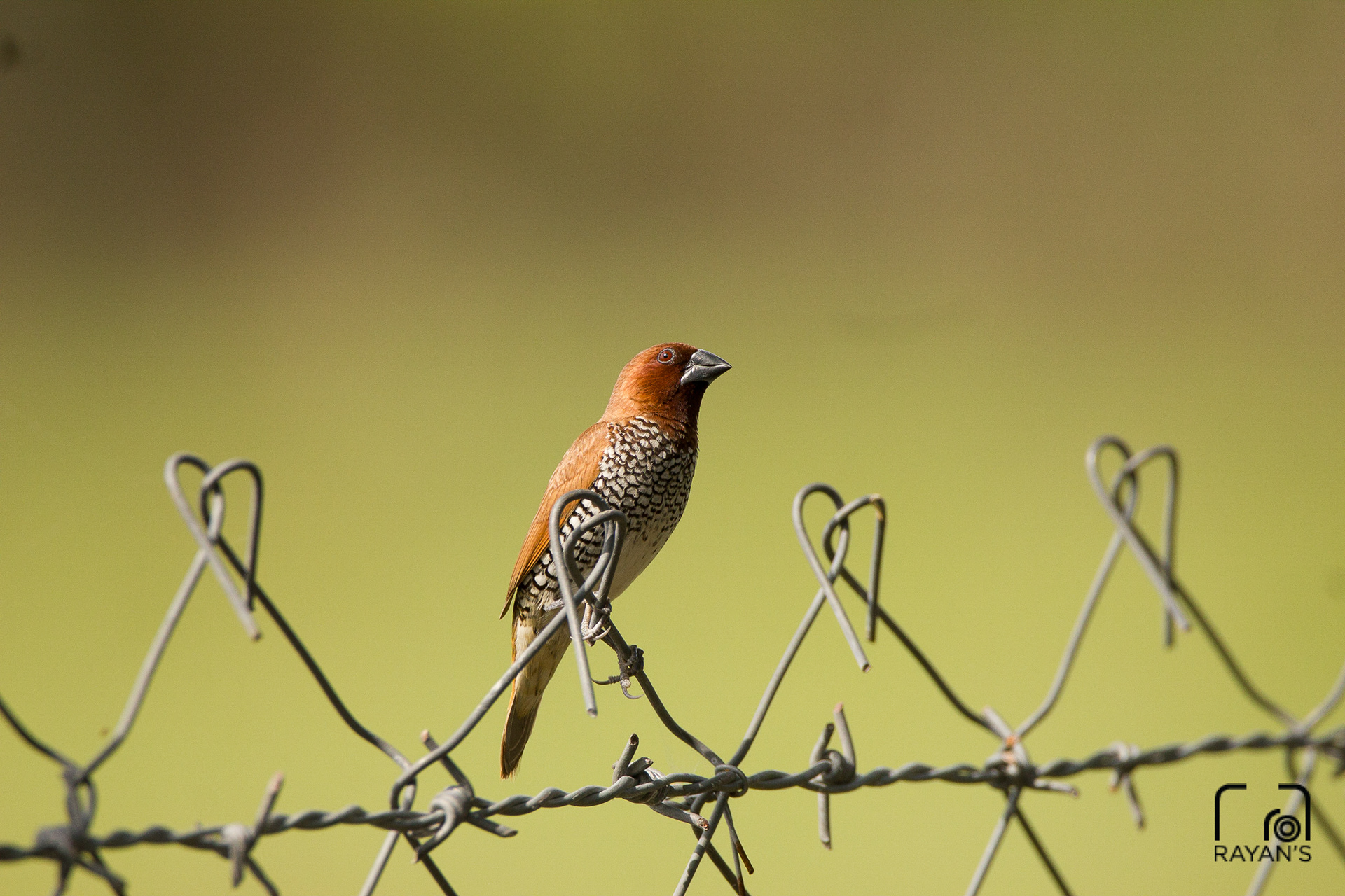 Scaly Breasted Munia