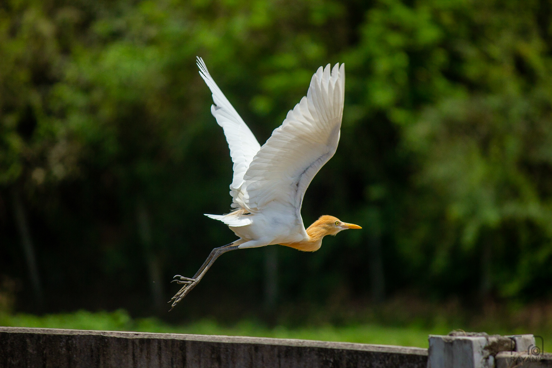 Cattle Egret