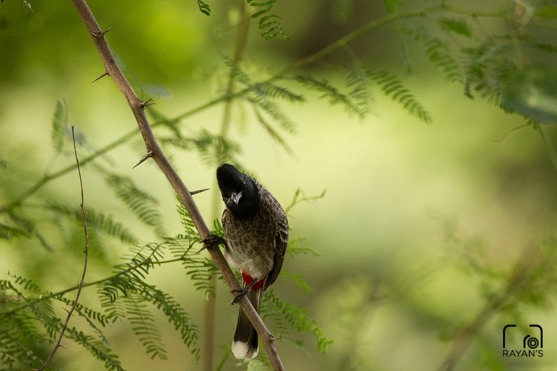 Red Vented Bulbul