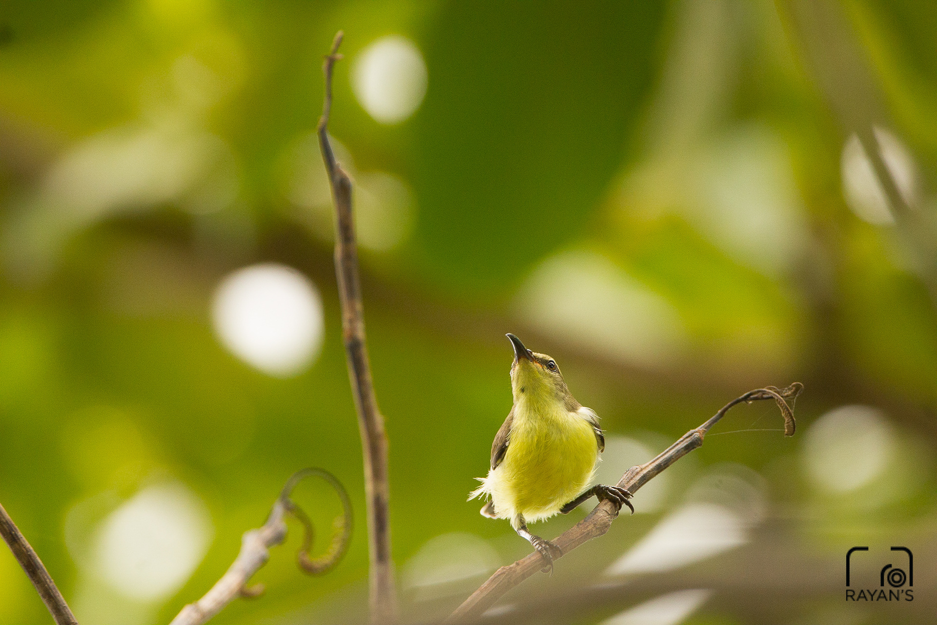 Sunbird