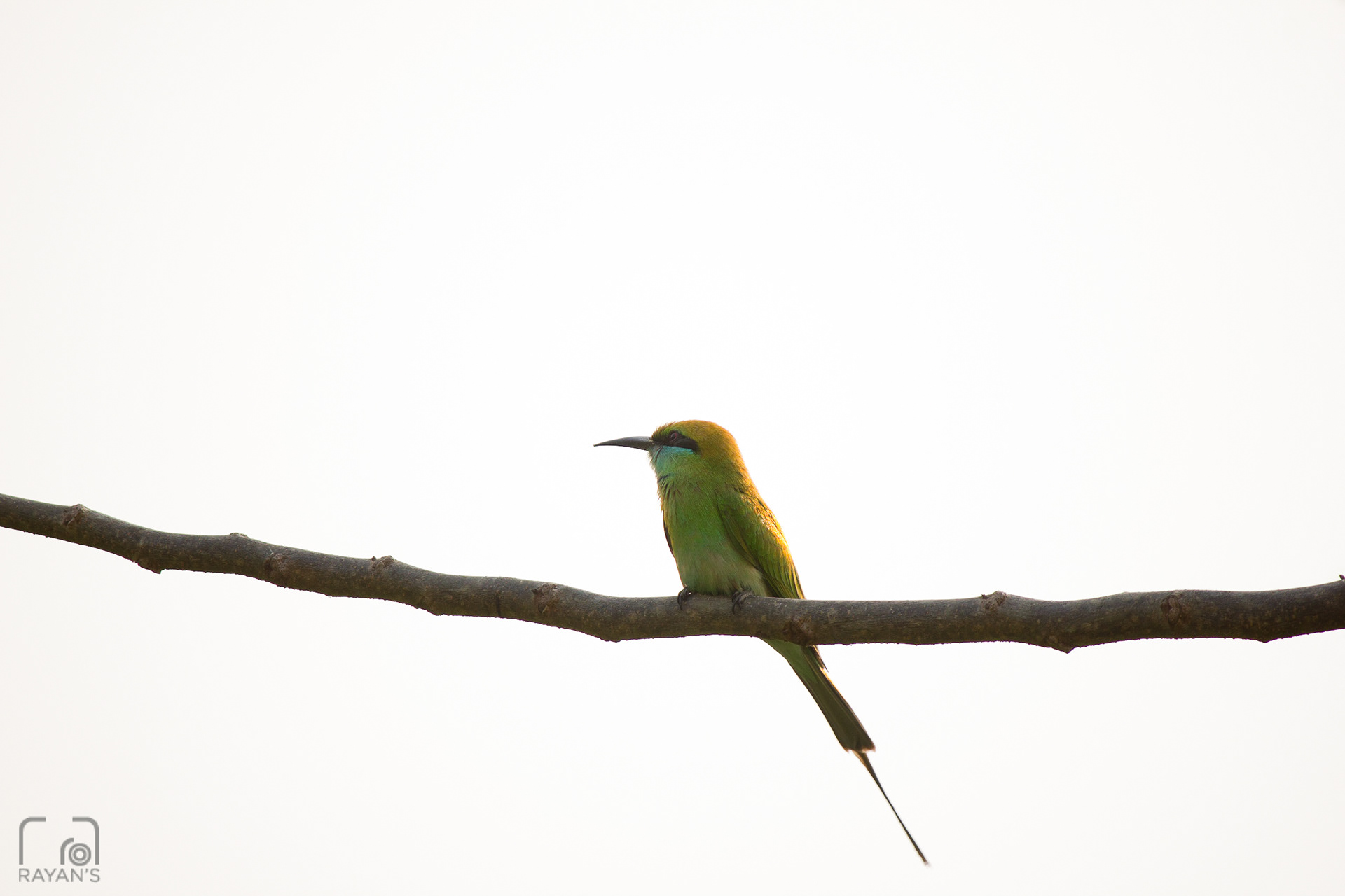 Green Bee Eater