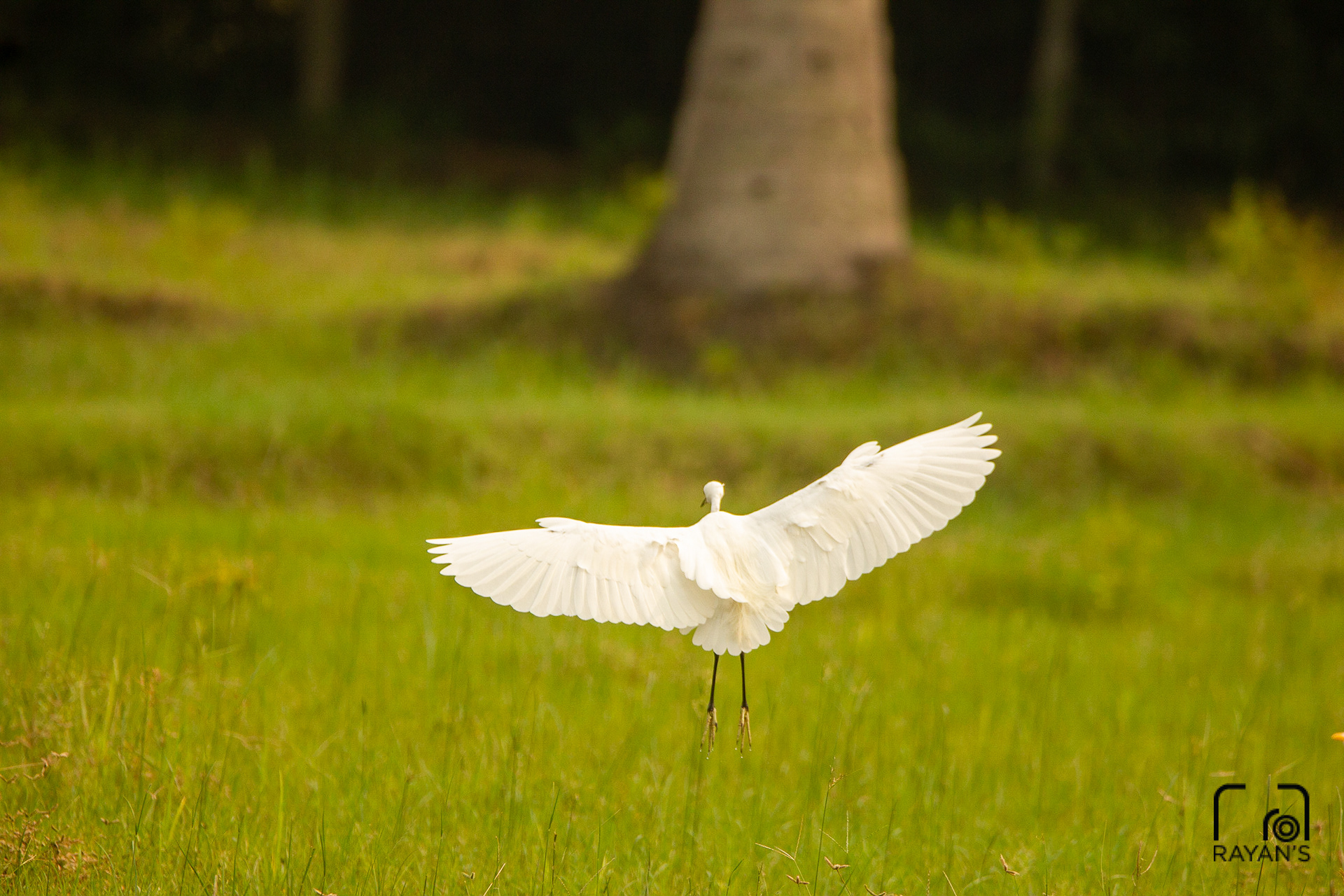Egret landing