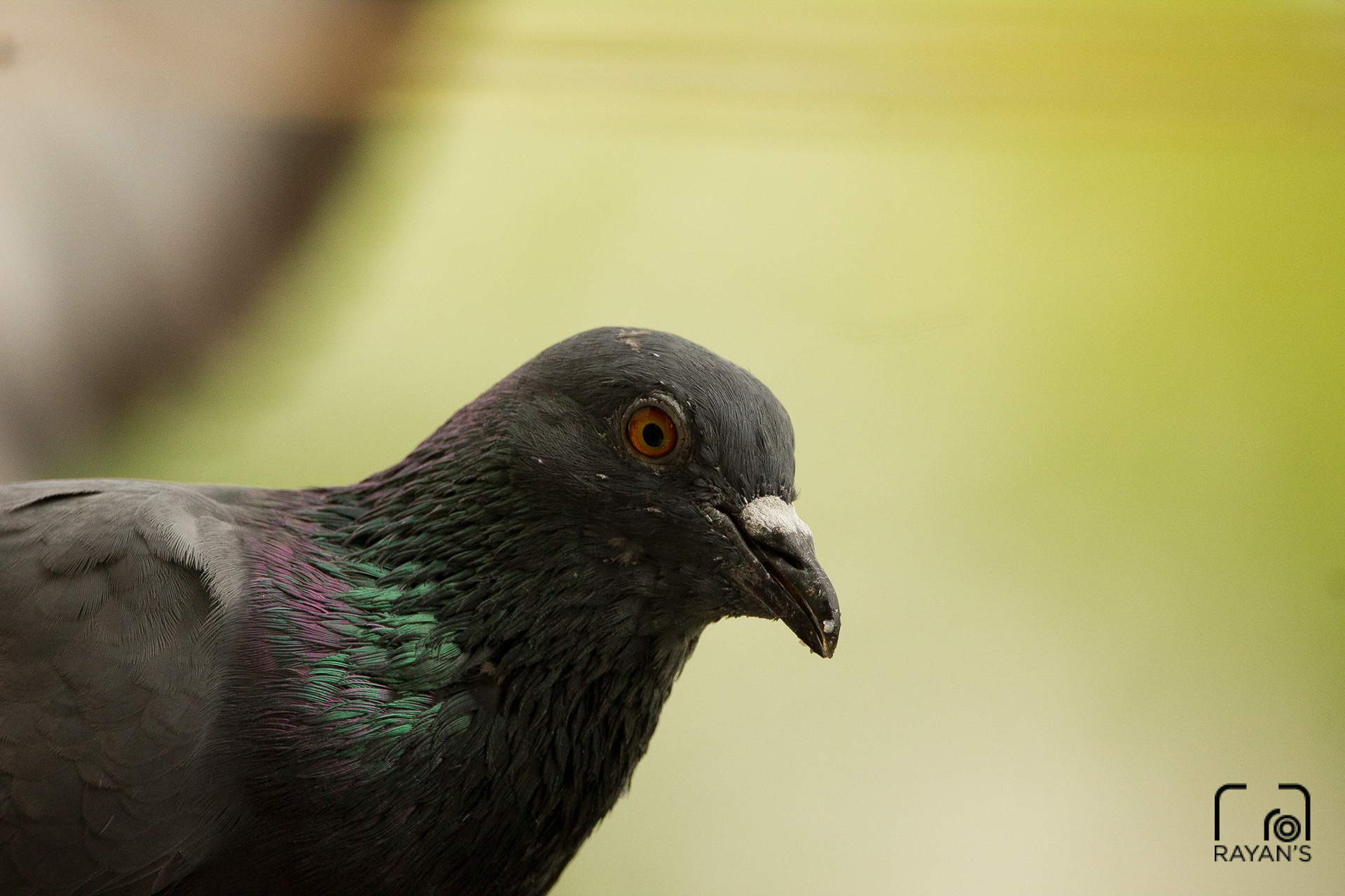 Rock Pigeon