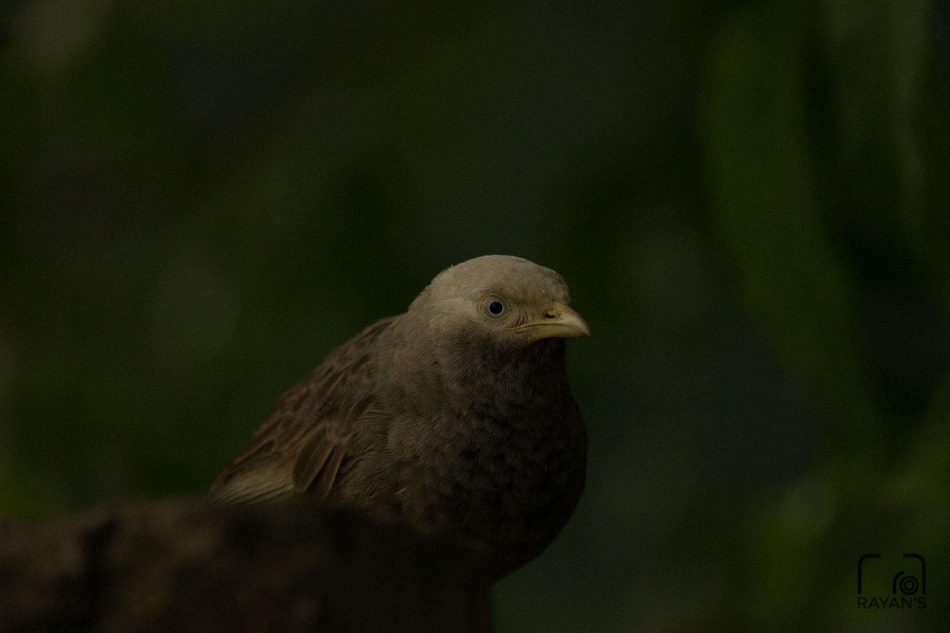 Yellow Billed Babler