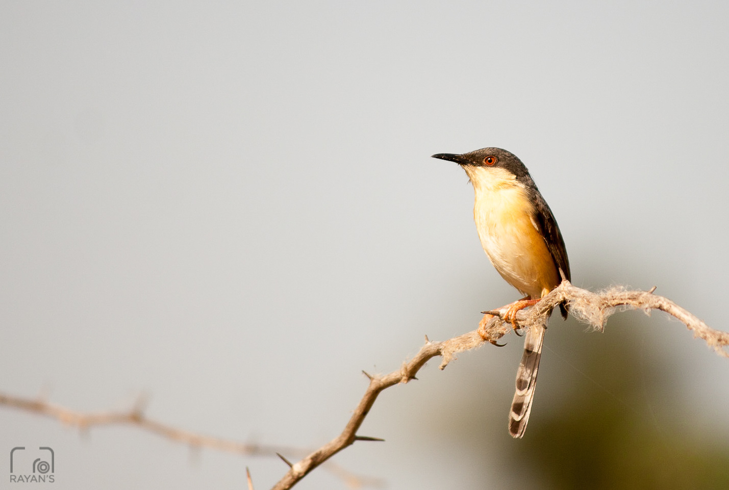 Ashy Prinia